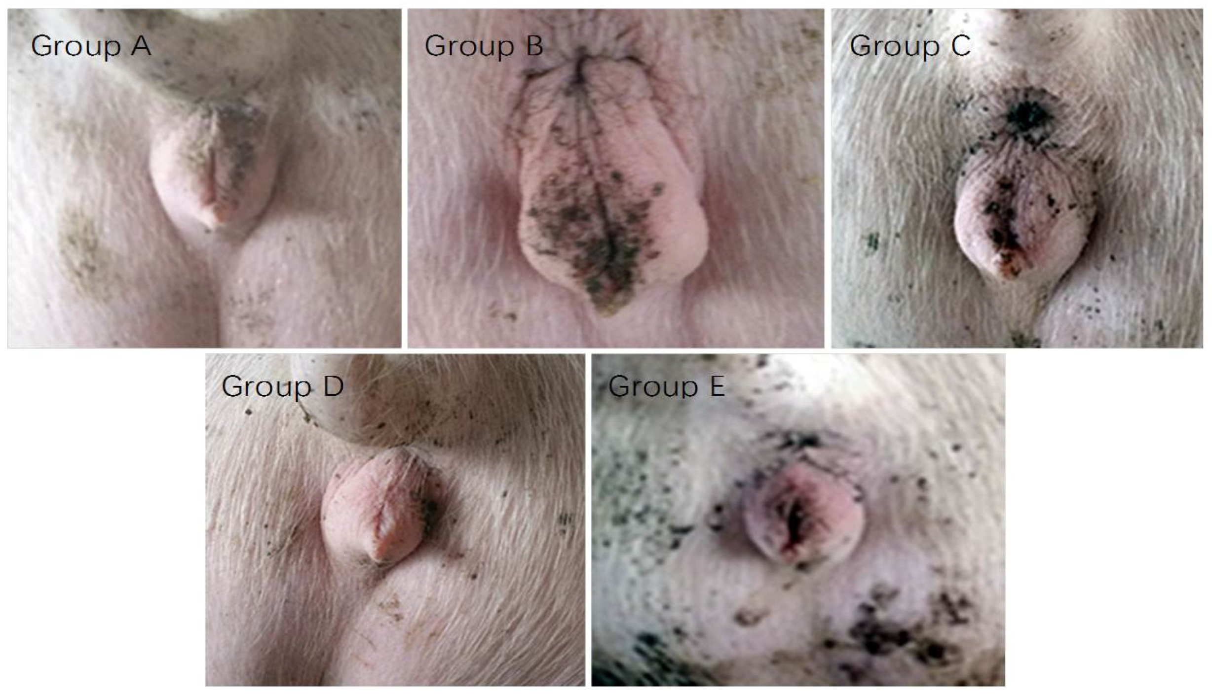 Toxins 11 00552 g005 Toxins 11 00552 g005