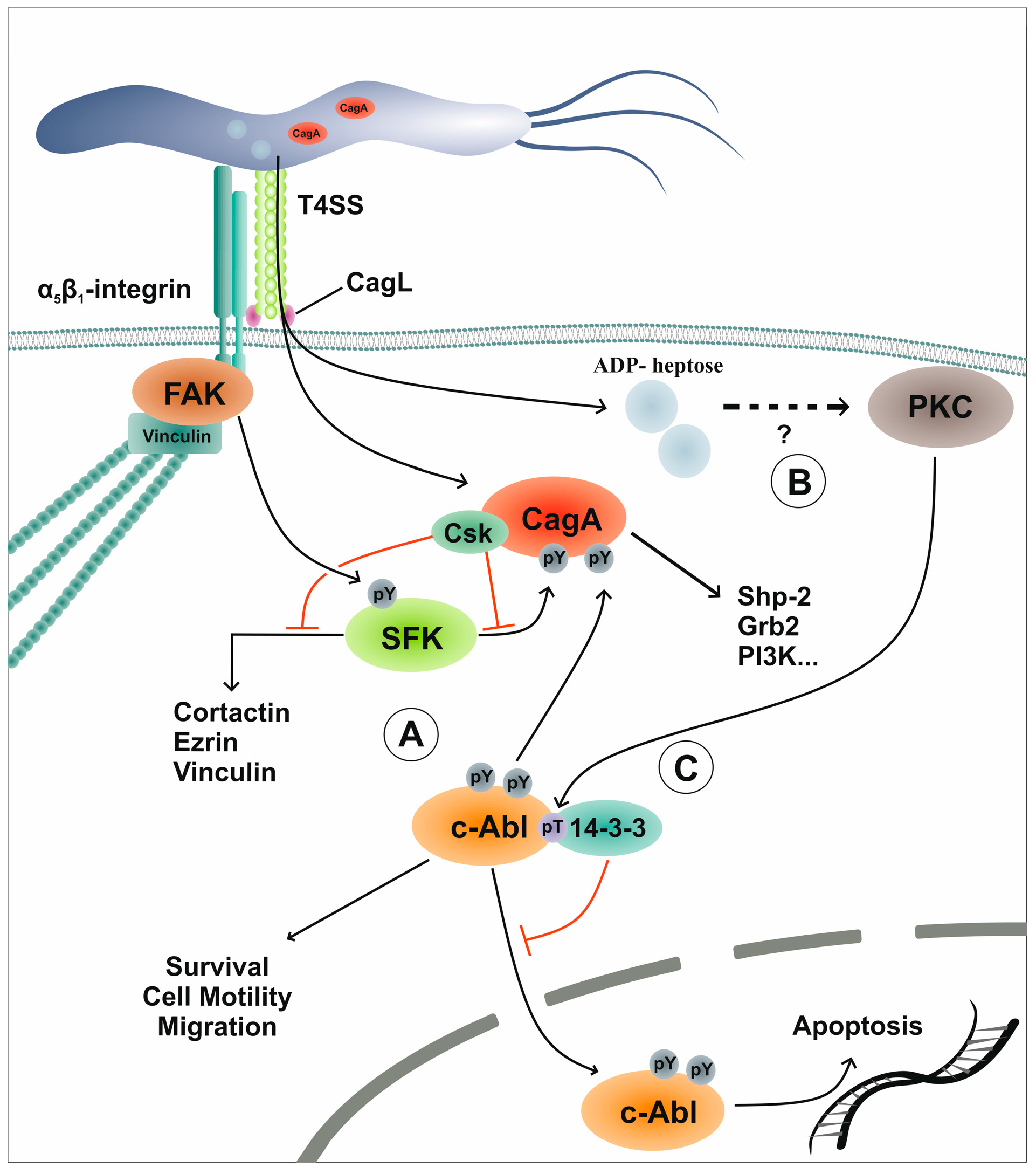 Toxins 11 00591 g002