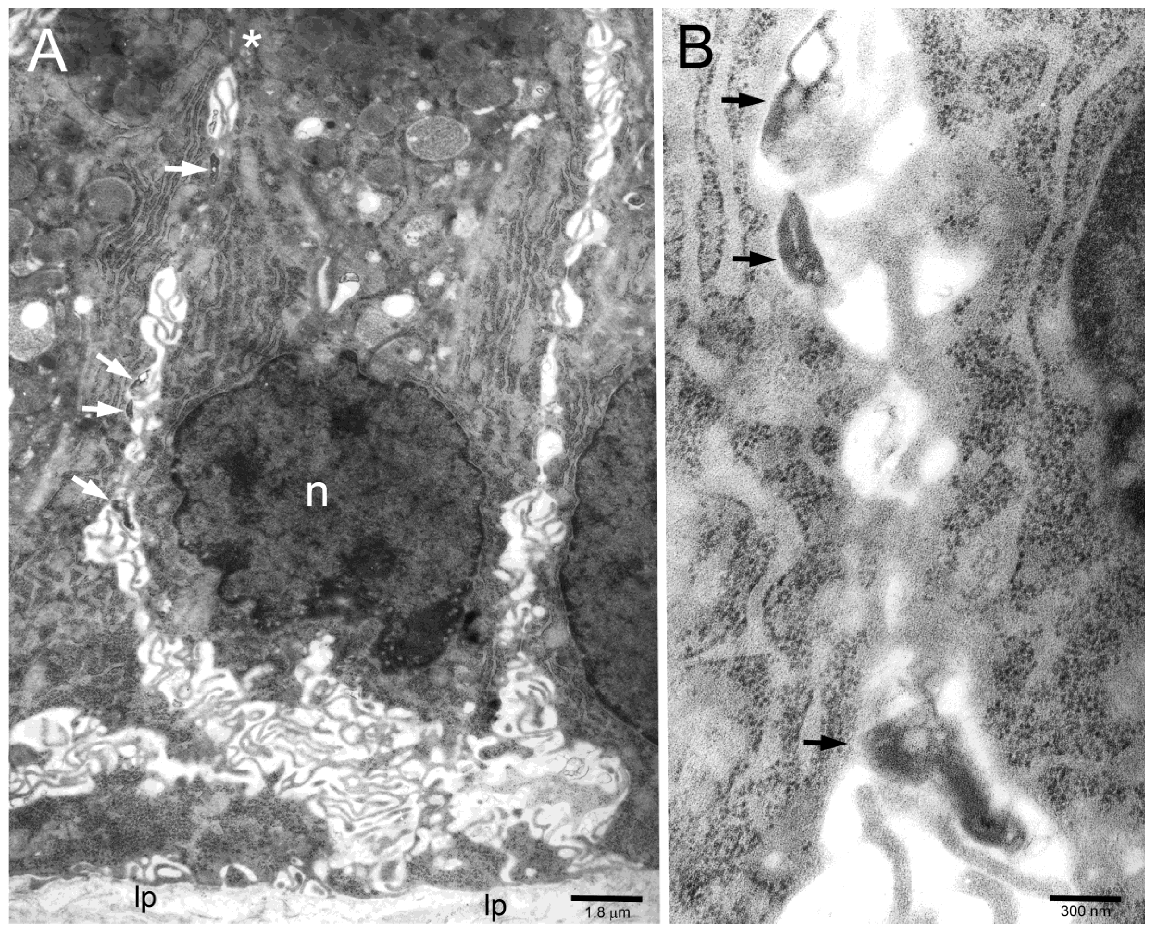 Toxins 11 00618 g001