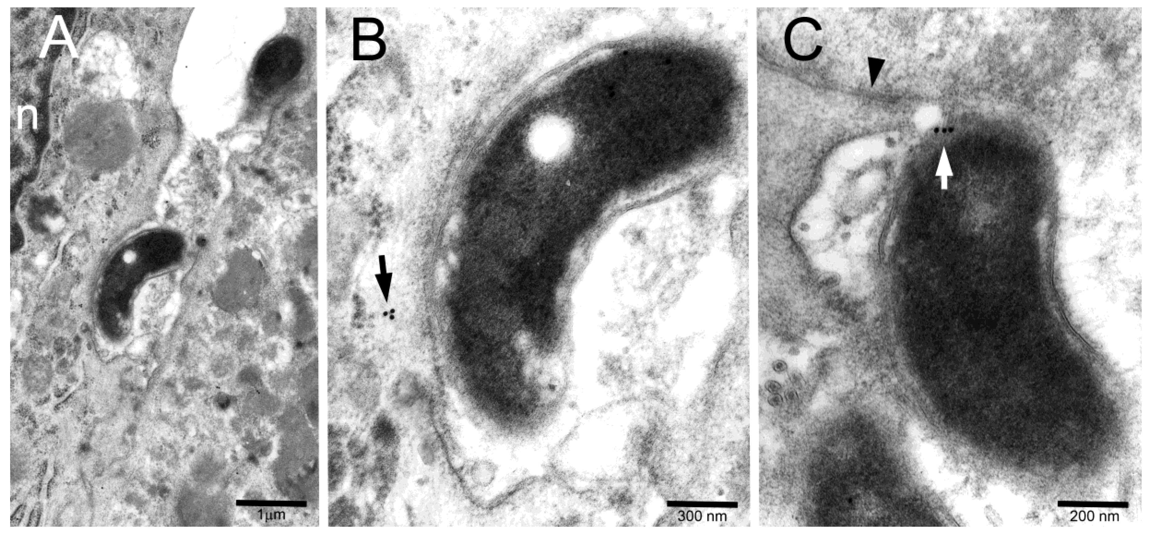Toxins 11 00618 g002