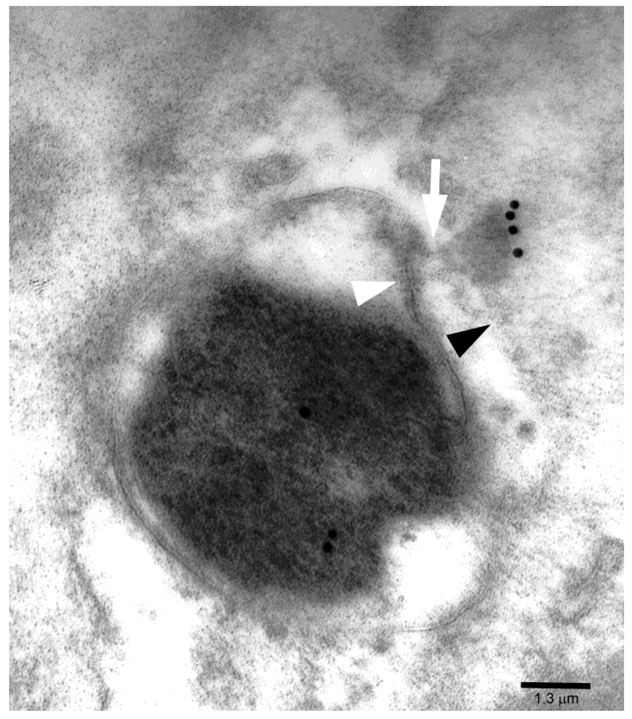 Toxins 11 00618 g003