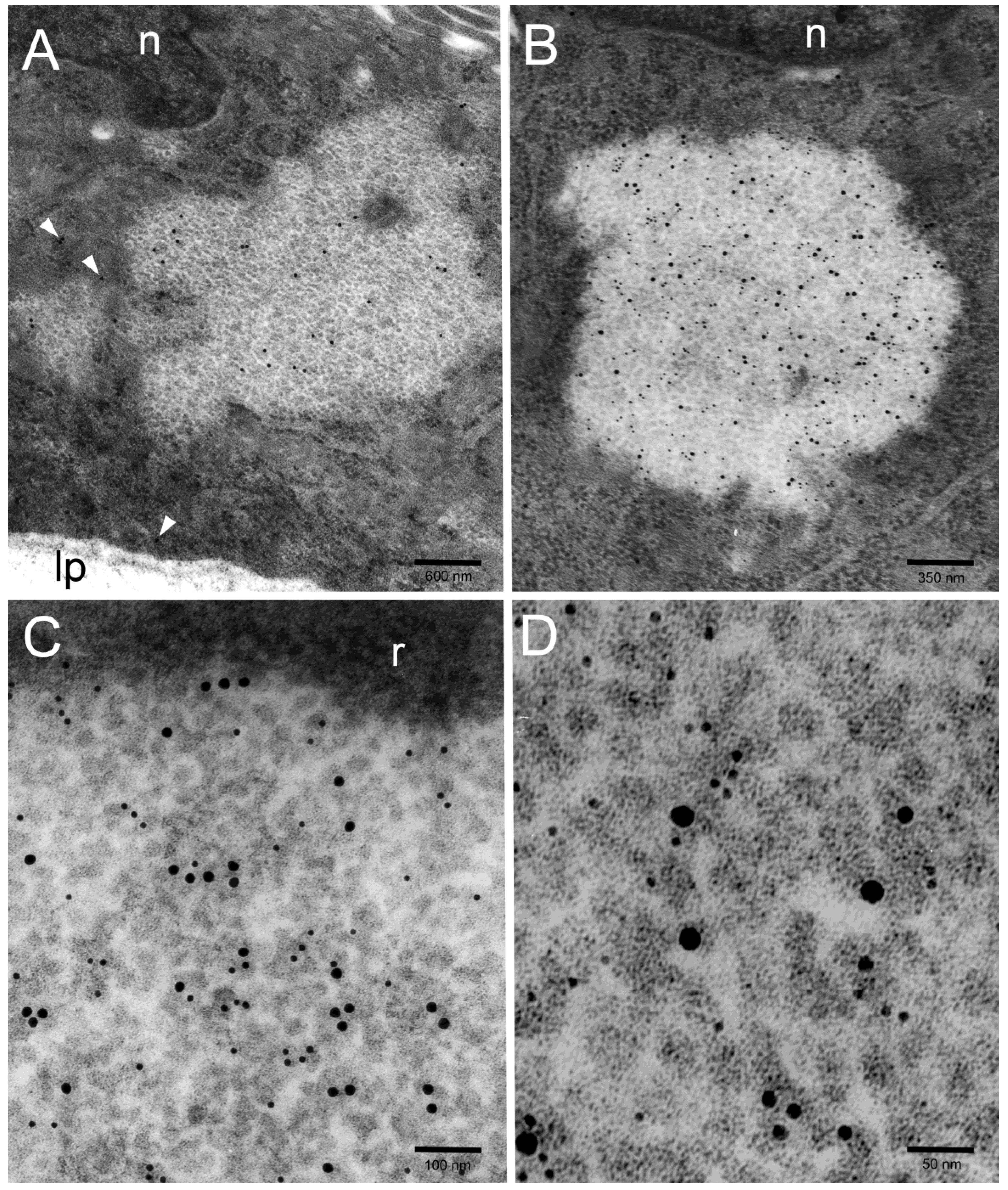Toxins 11 00618 g004
