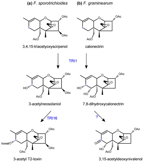 Trichothecenes in Cereal Grains – An Update