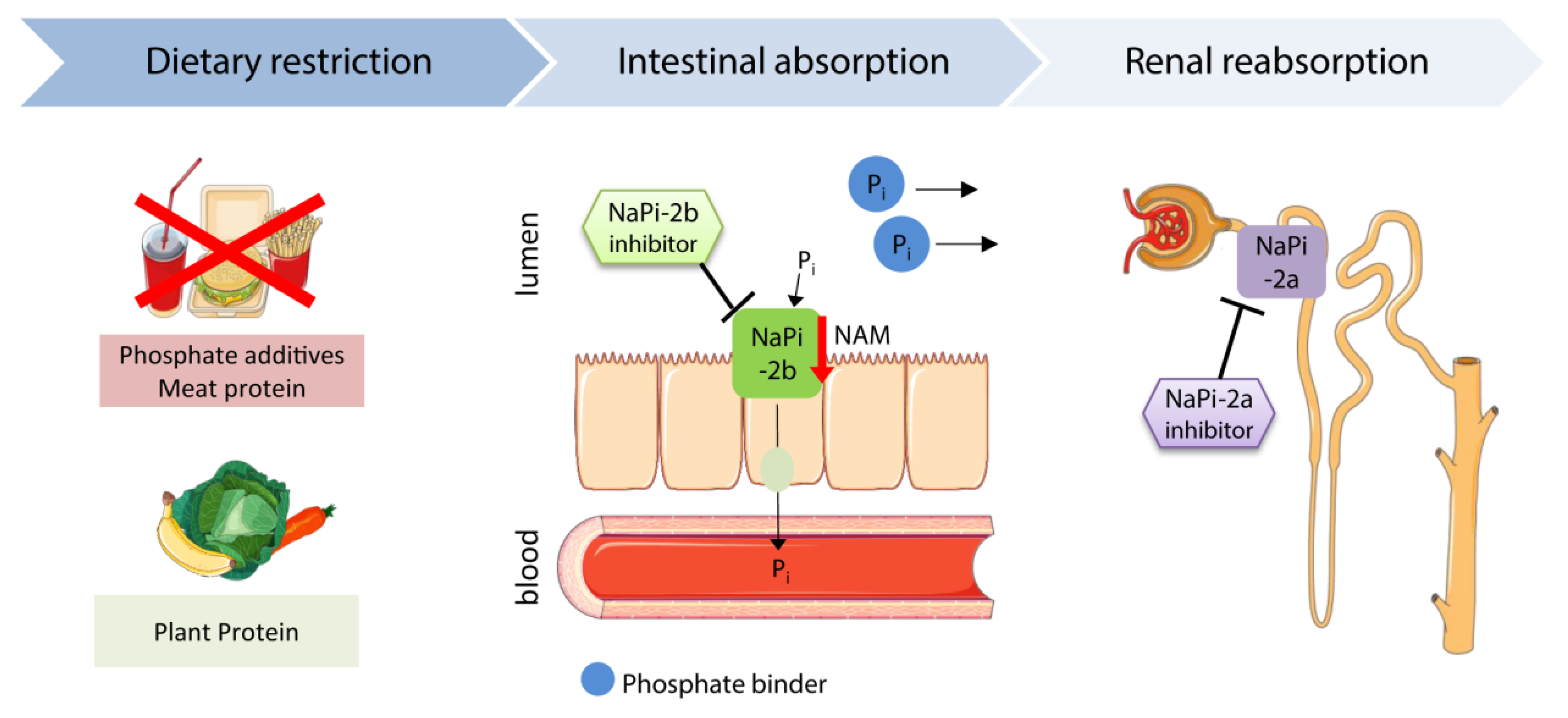 Toxins Free Full Text Fgf23 And Phosphatecardiovascular