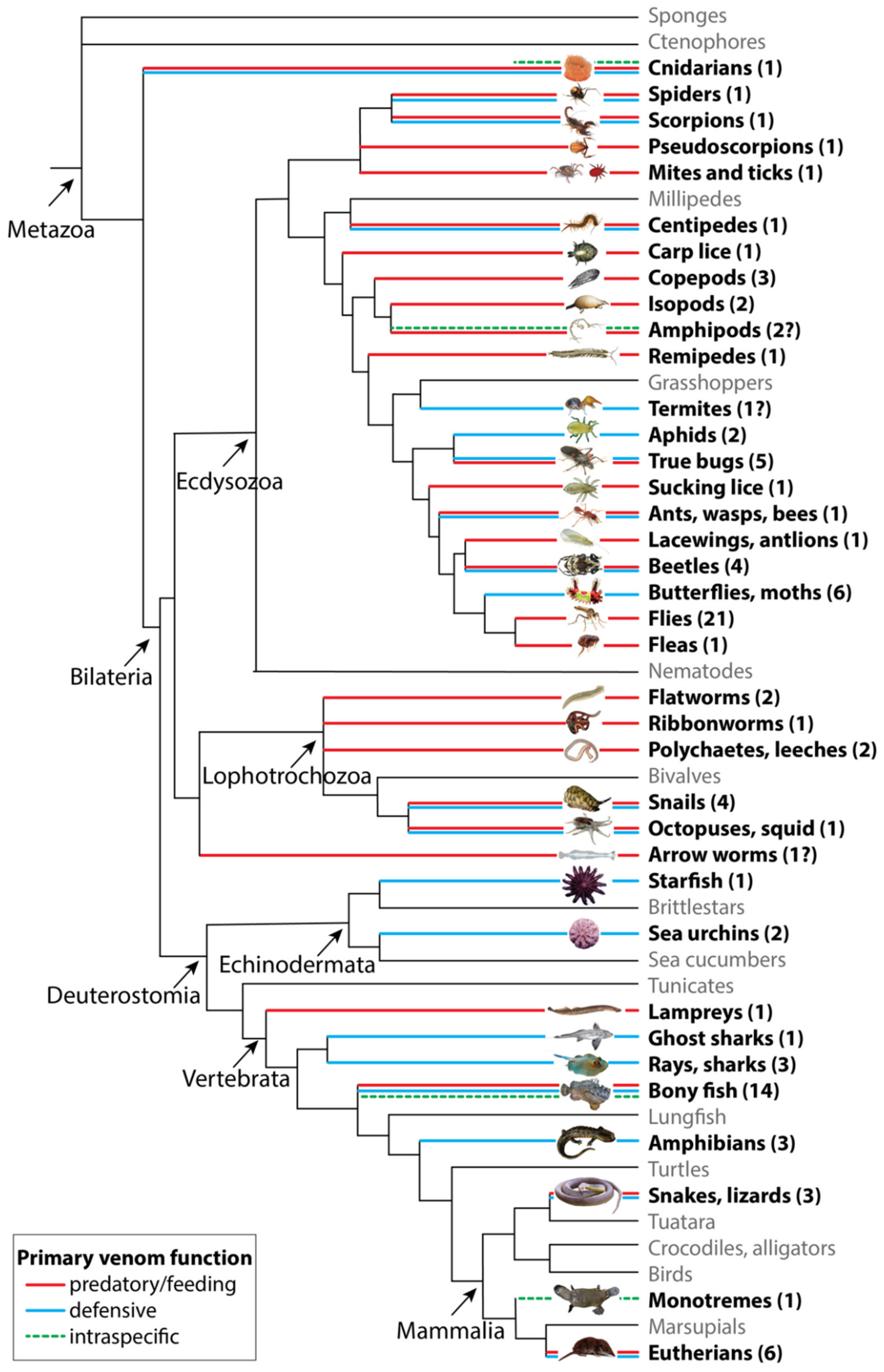 Toxins Free Full Text The Diversity Of Venom The Importance Images, Photos, Reviews