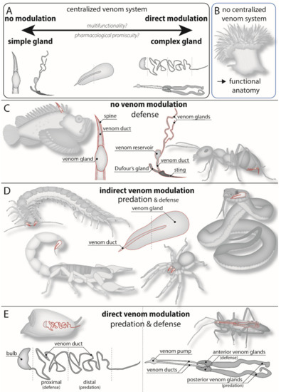 Comparative analysis of intestinal bacteria among venom secretion and  non-secrection snakes