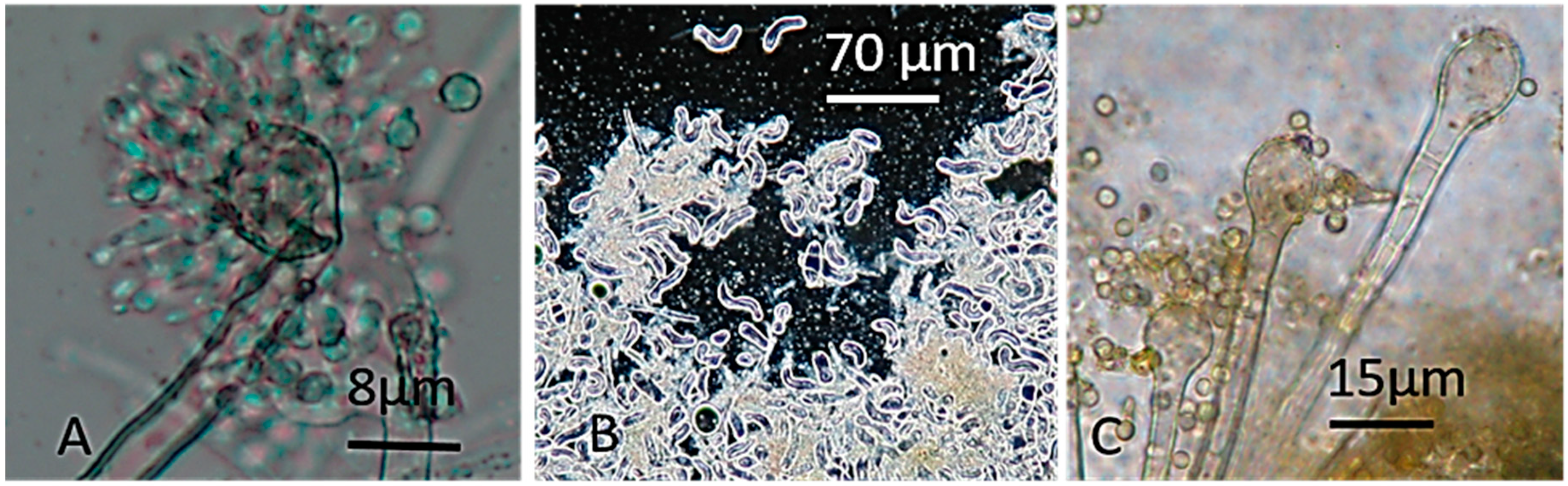 Toxins 11 00683 g002 Toxins 11 00683 g002