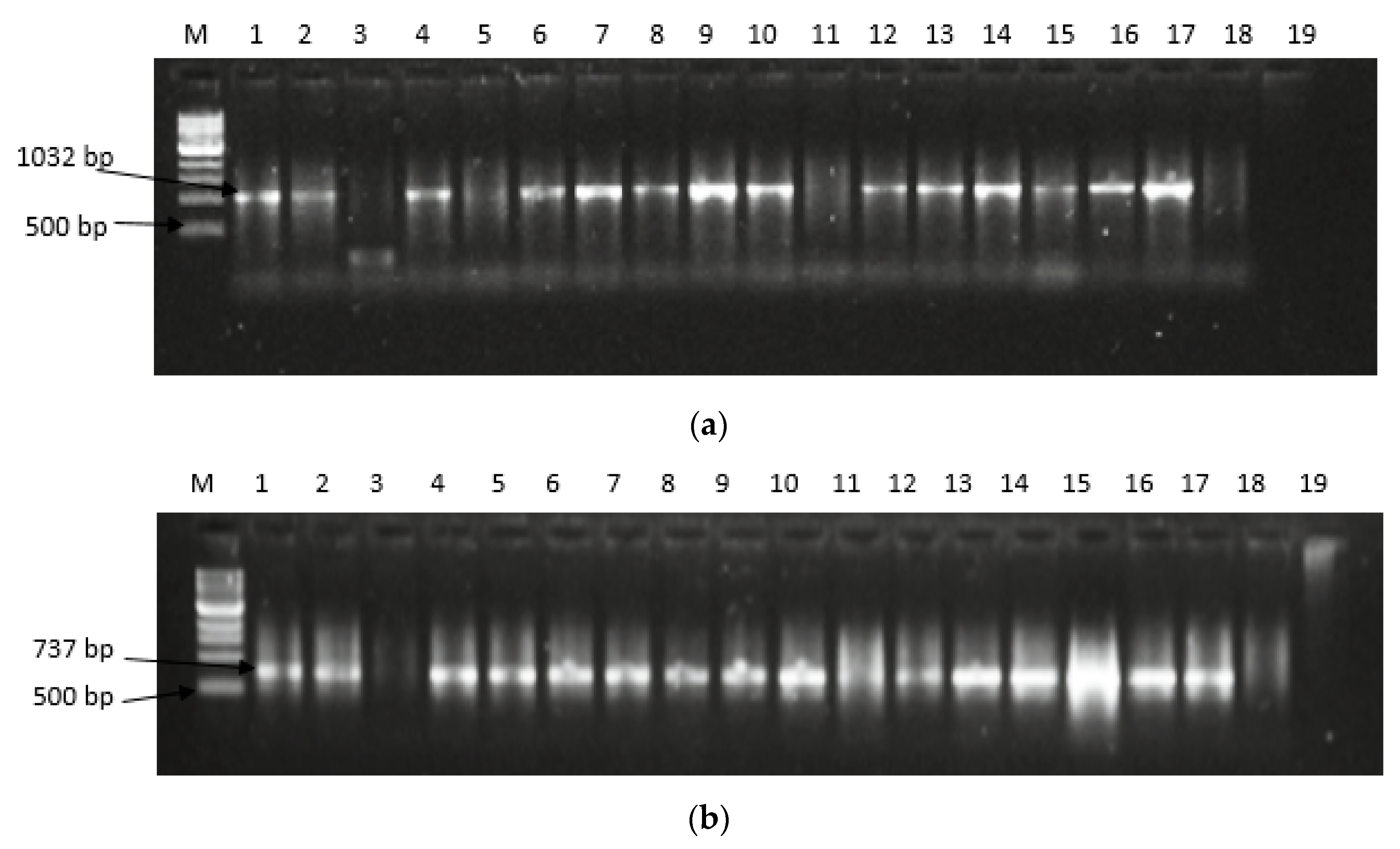 Toxins 11 00692 g003a
