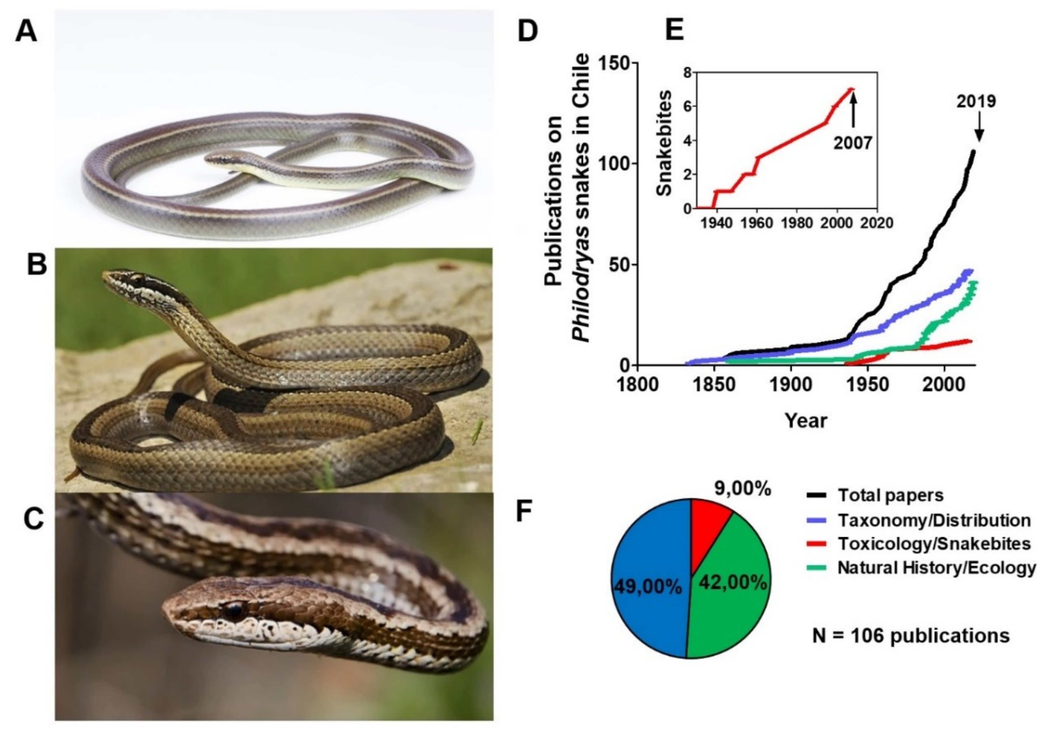 Like Uber for snake emergencies': tech takes the sting out of bites in  rural India, Snakes