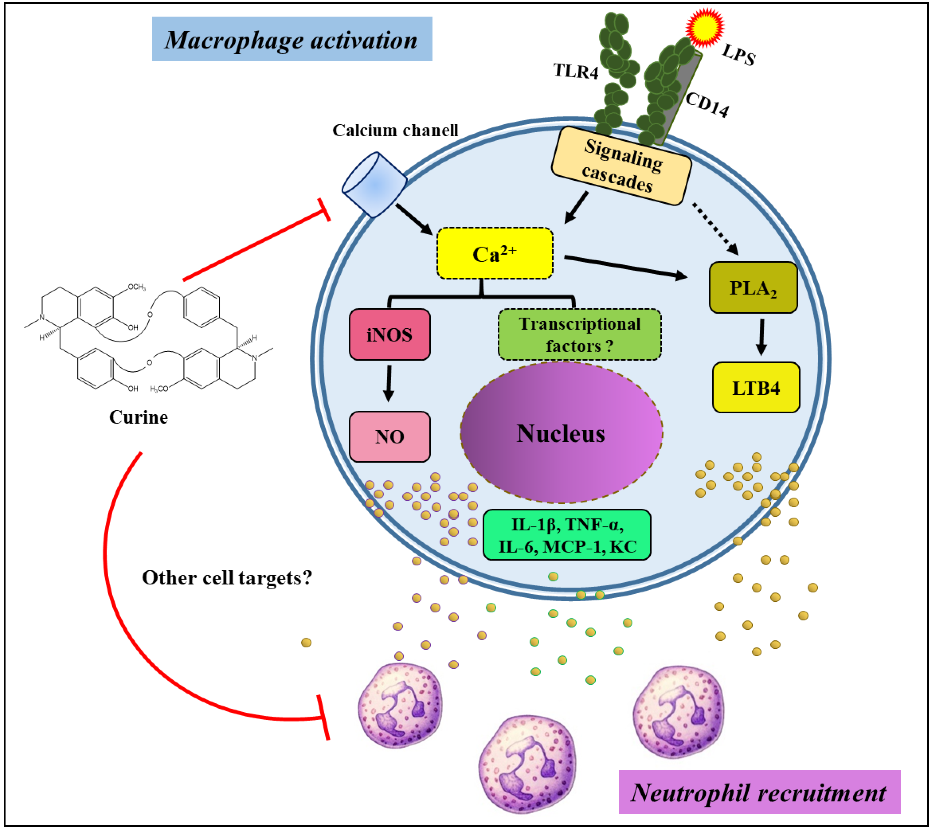 Toxins Free Full Text Curine Inhibits Macrophage Activation And Neutrophil Recruitment In A Mouse Model Of Lipopolysaccharide Induced Inflammation Html