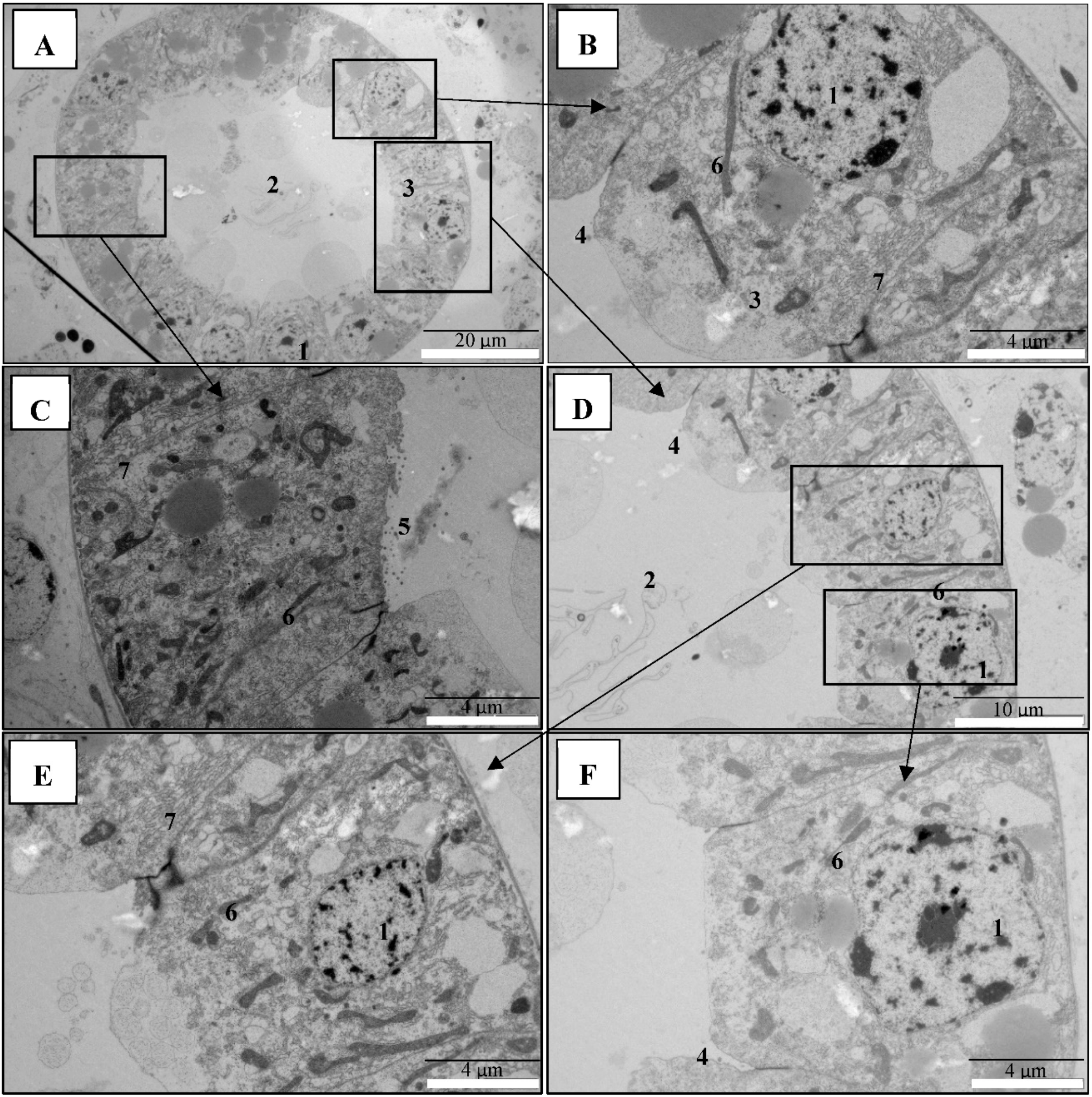 Toxins 11 00717 g004 Toxins 11 00717 g004