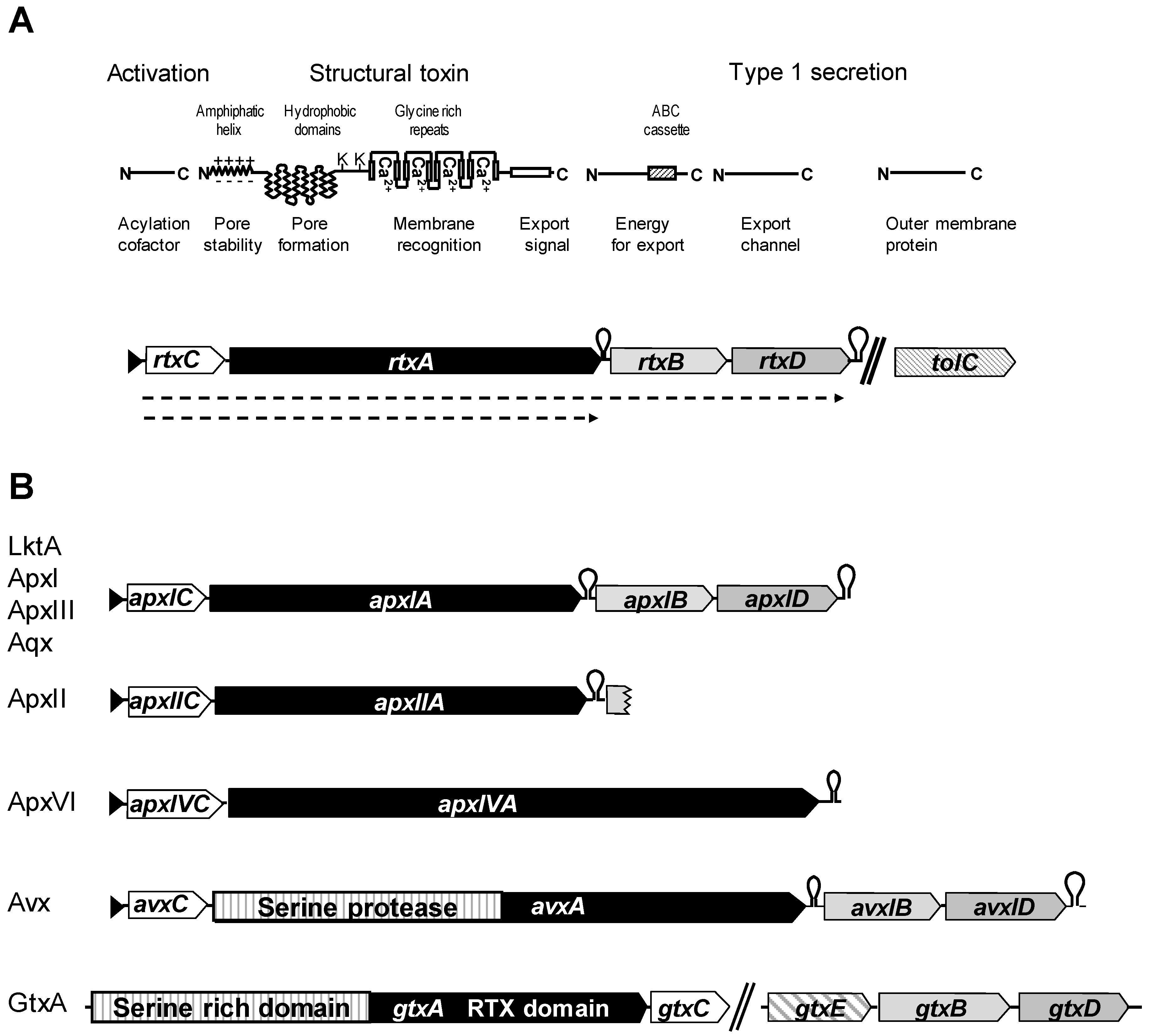 Toxins Free Full Text Rtx Toxins Of Animal Pathogens And Their Role As Antigens In Vaccines And Diagnostics Html