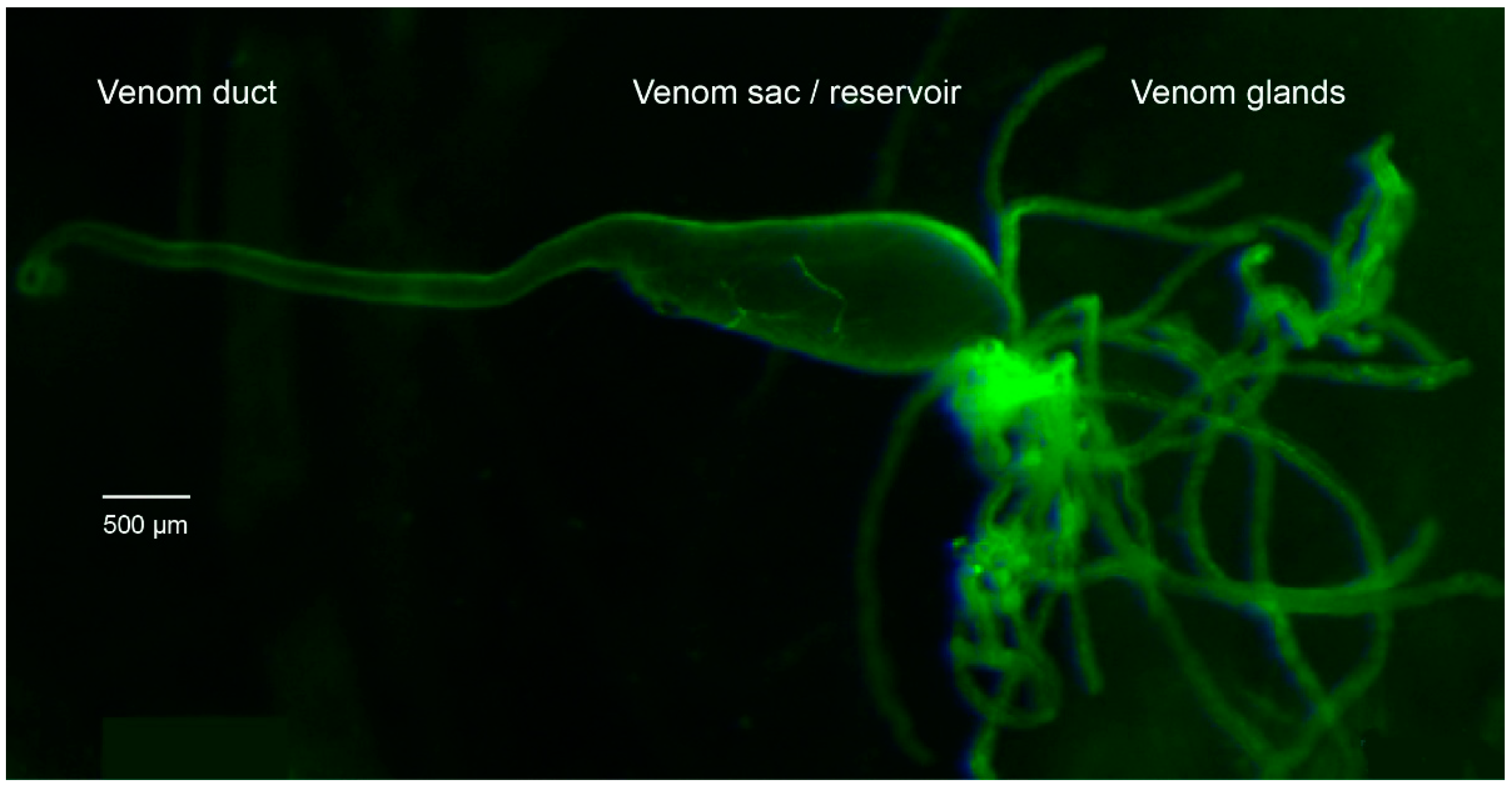 Toxins 11 00721 g005