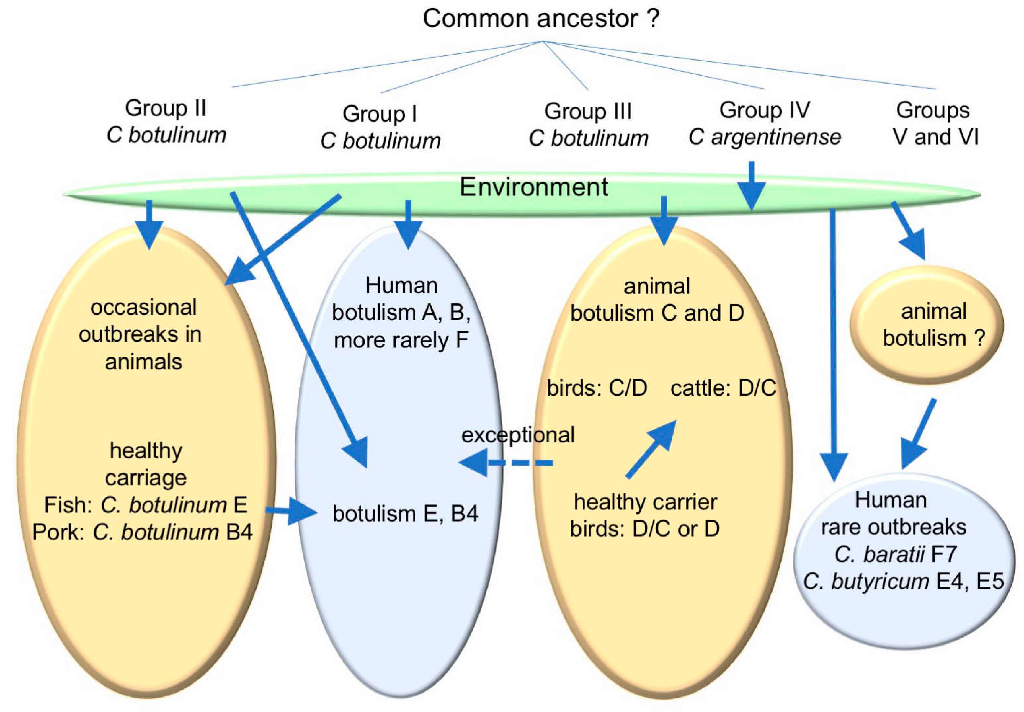 what is botulism found in