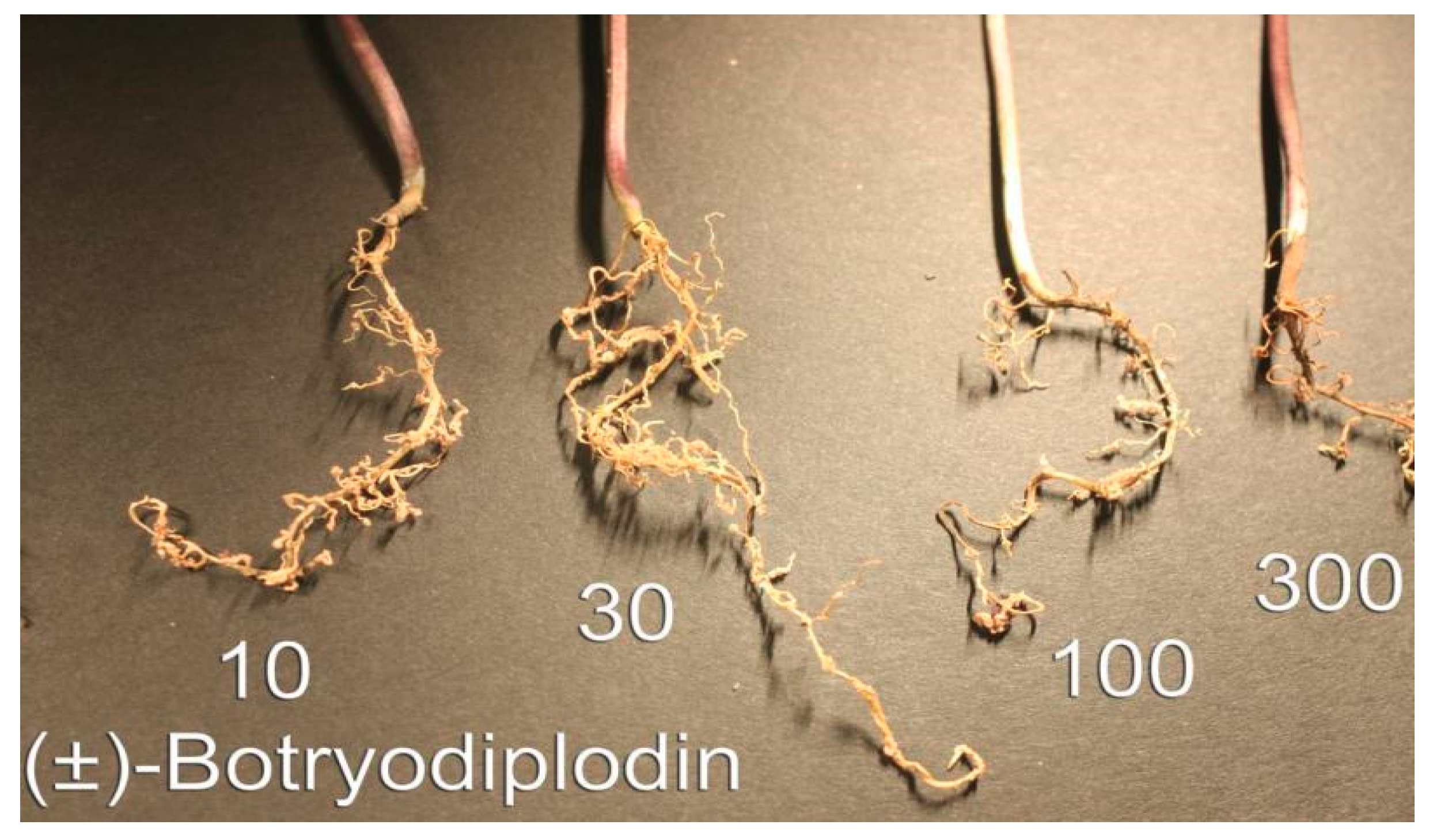 Toxins 12 00025 g005