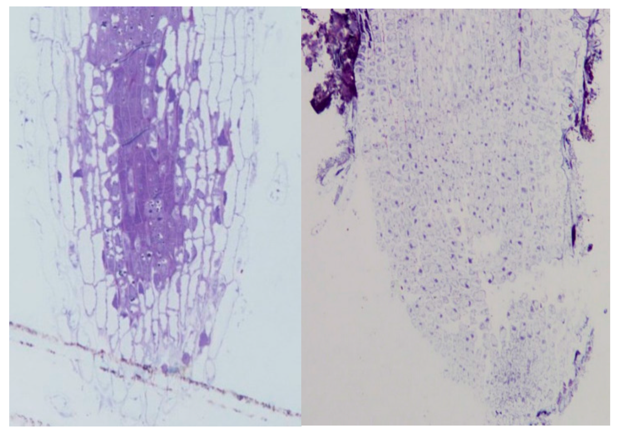 Toxins 12 00025 g007