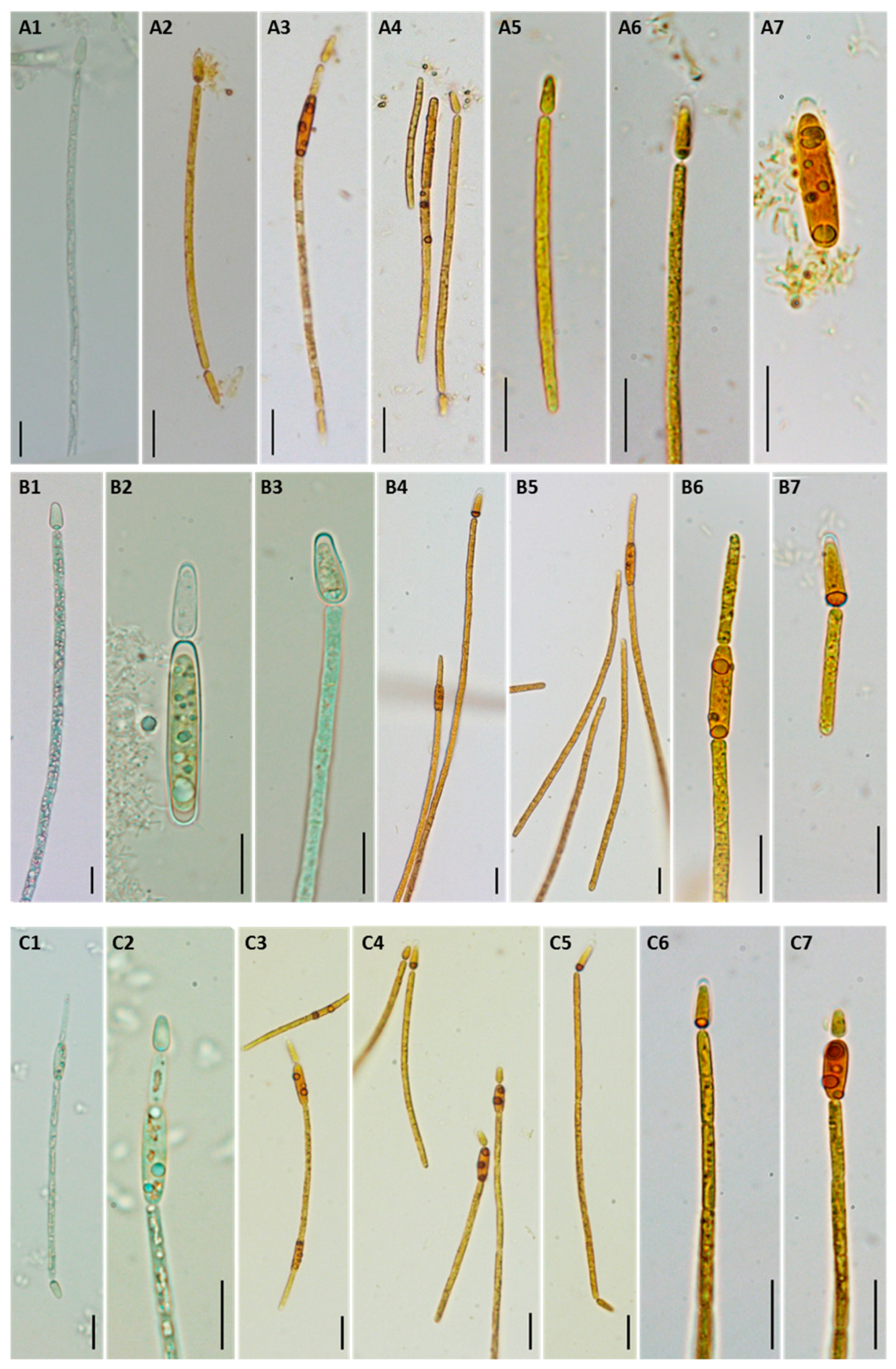 Toxins 12 00040 g001