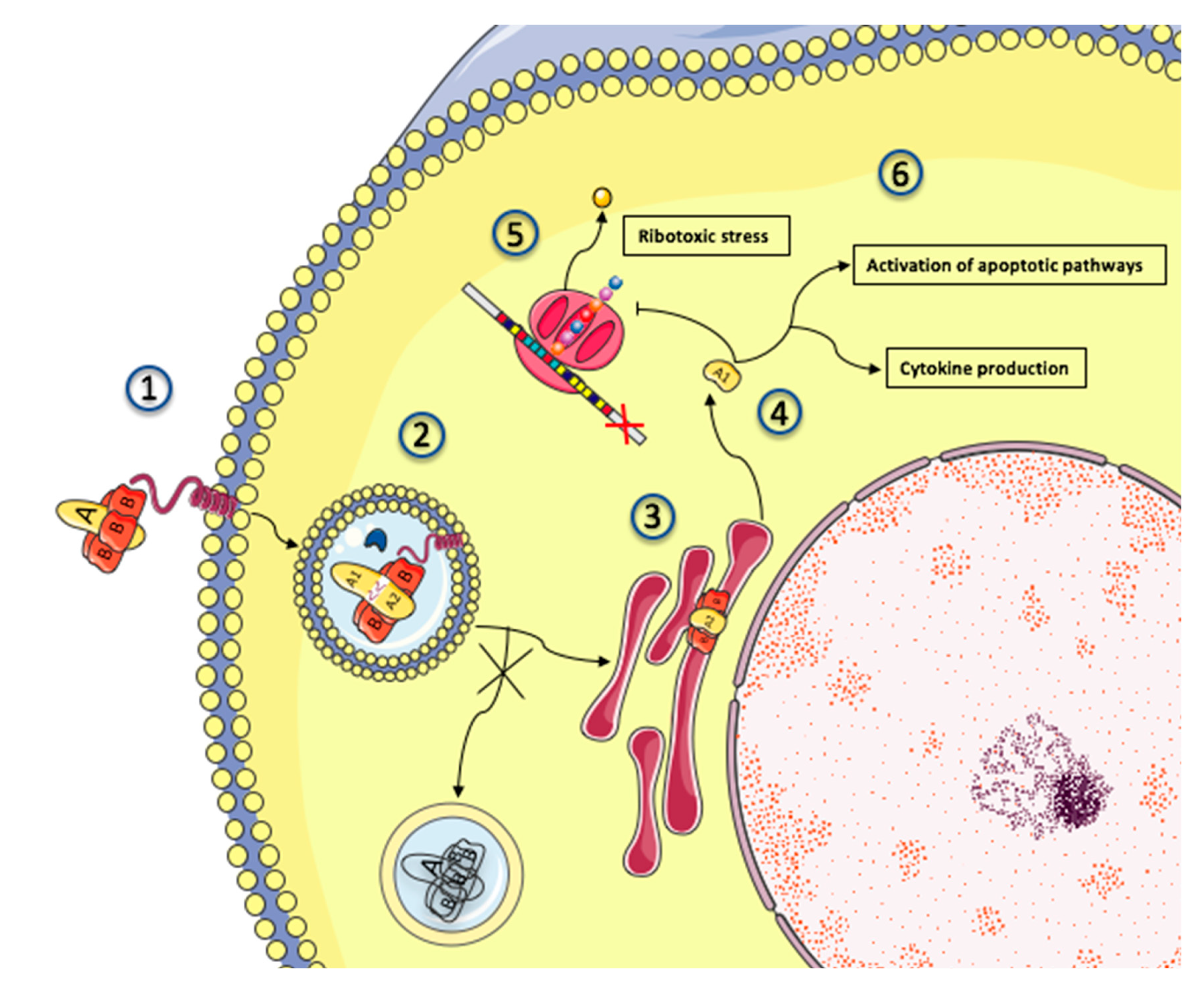 Toxins Free Full Text Shiga Toxin Associated Hemolytic Uremic Syndrome A Narrative Review Html