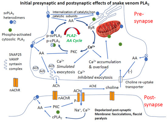 Toxins Free FullText Amplification of Snake Venom