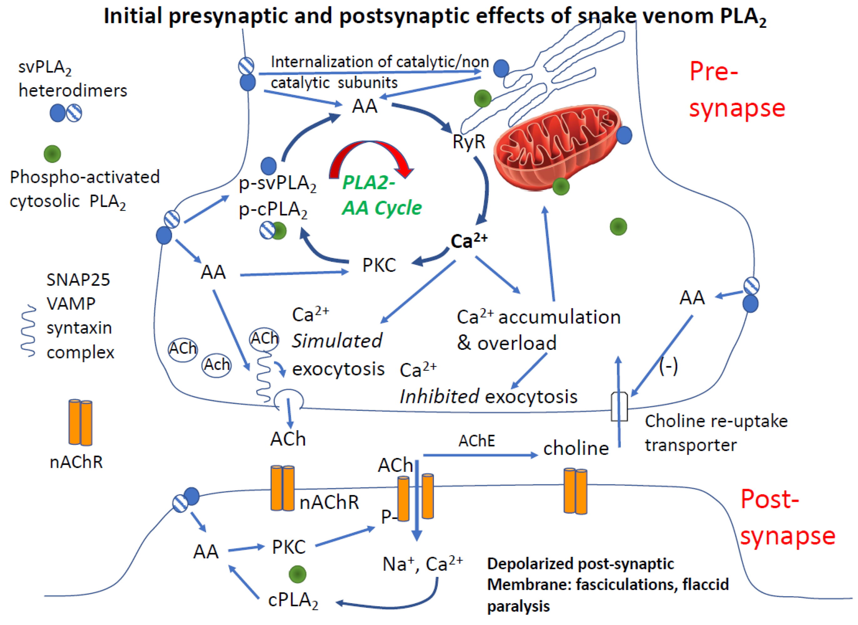 Toxins Free Full Text Amplification Of Snake Venom Toxicity By Endogenous Signaling Pathways Html Toxins Free Full Text Amplification Of Snake Venom Toxicity By Endogenous Signaling Pathways Html