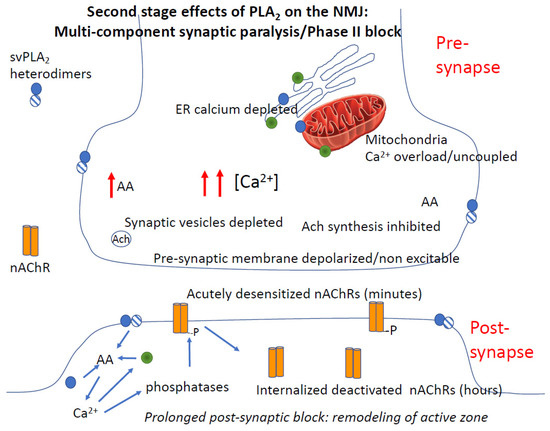 Toxins Free FullText Amplification of Snake Venom