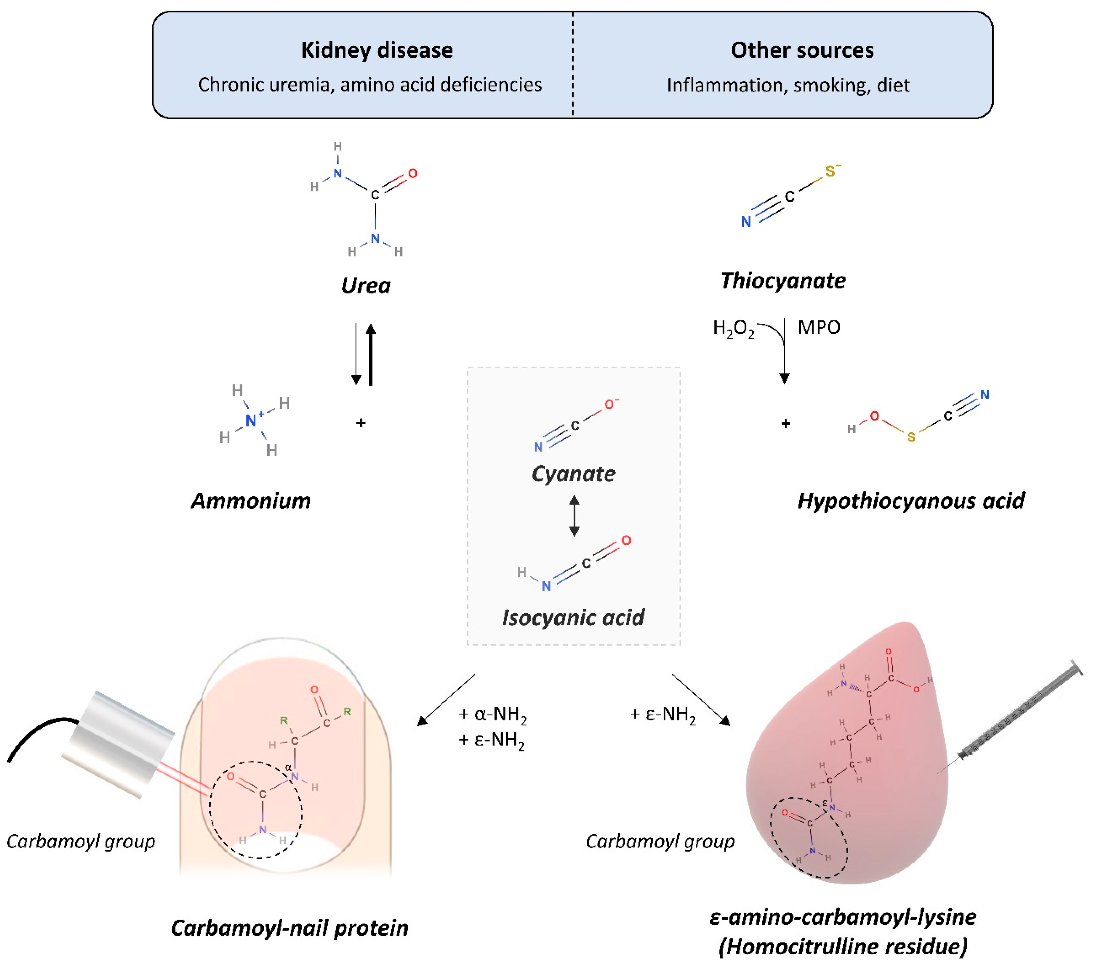 Toxins 12 00083 g001 Toxins 12 00083 g001