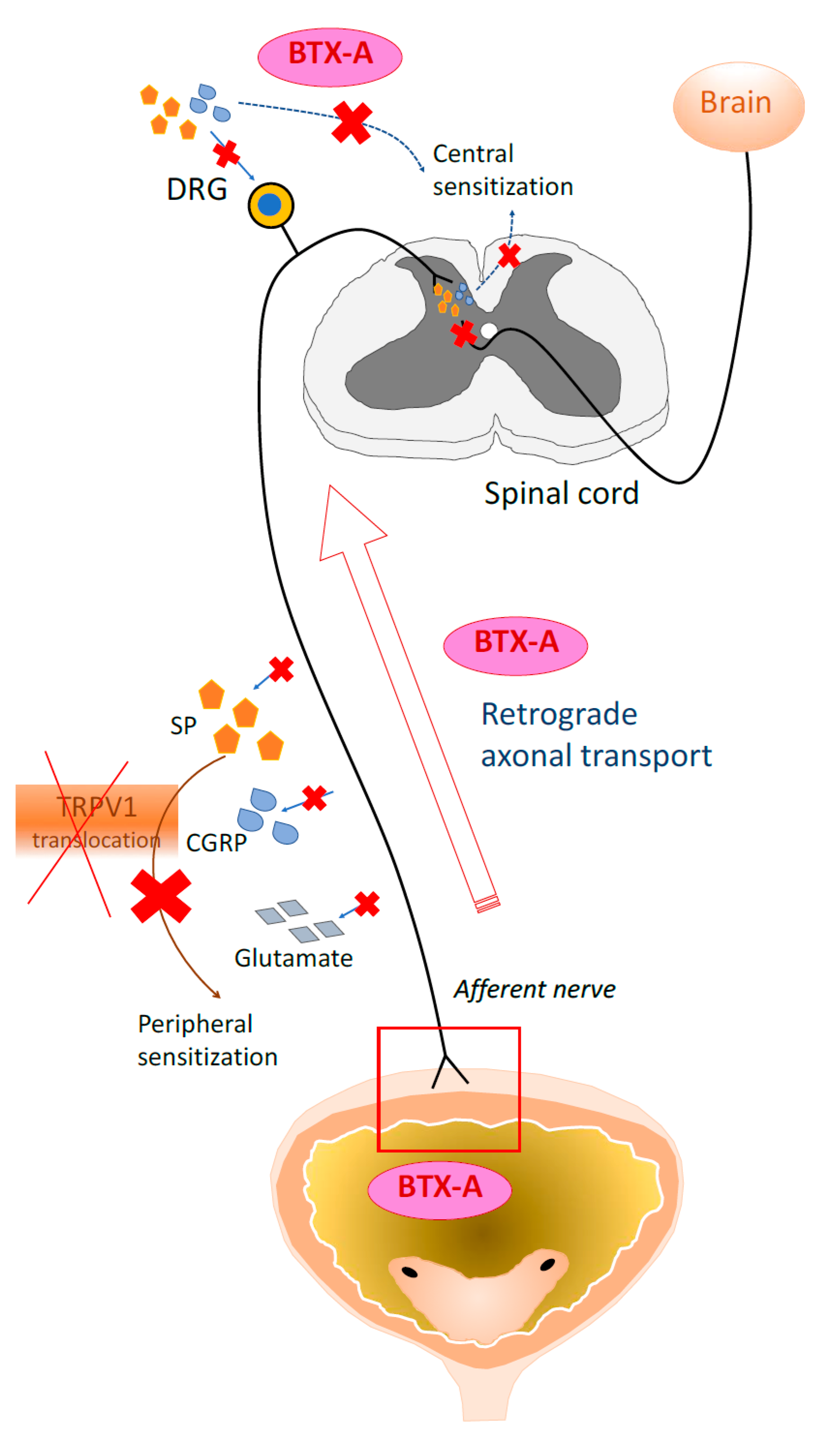 Toxins 12 00098 g002 Toxins 12 00098 g002
