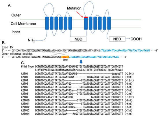 ATP-Binding Cassette Subfamily a Member 2 Is a Functional Receptor