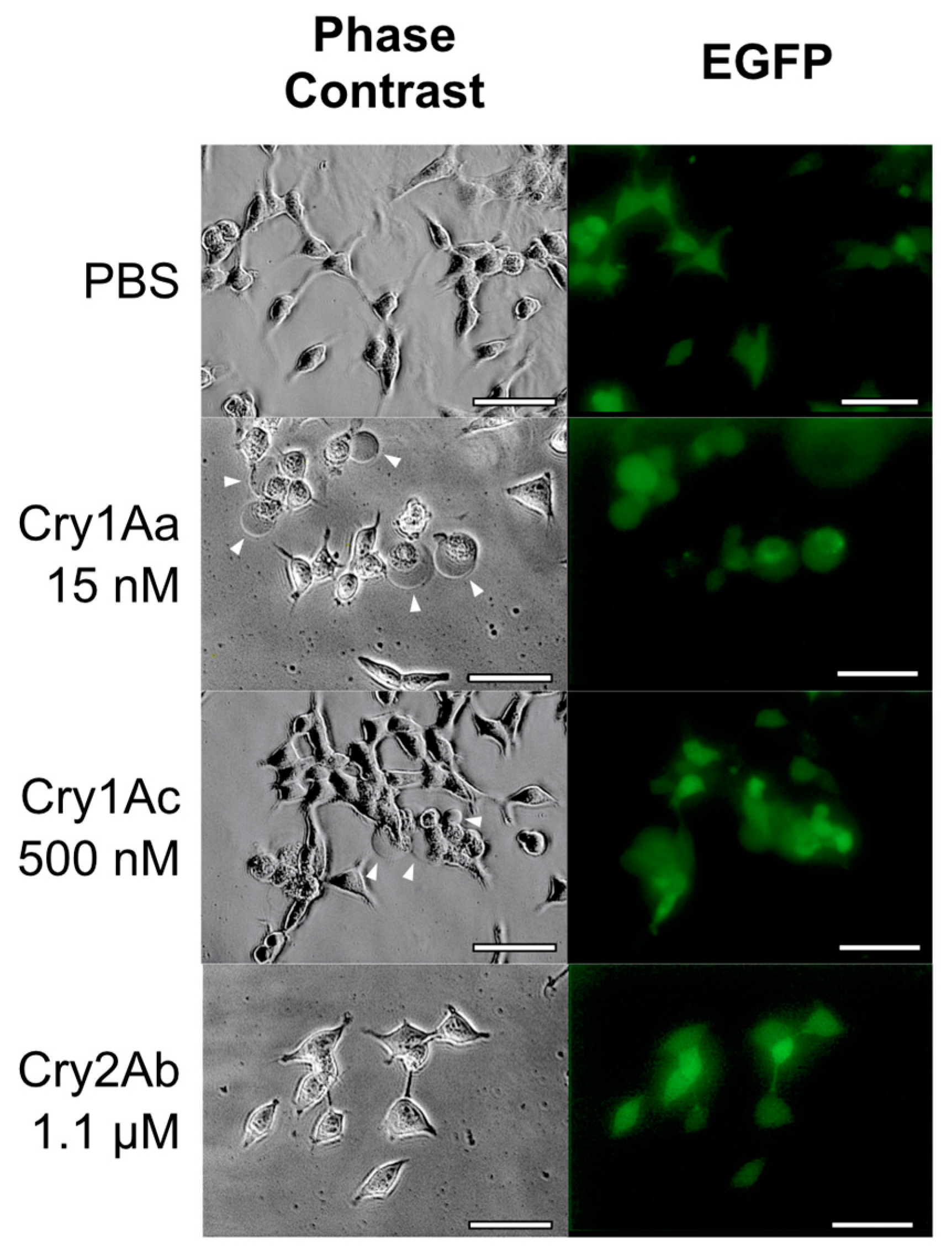 Toxins 12 00104 g007