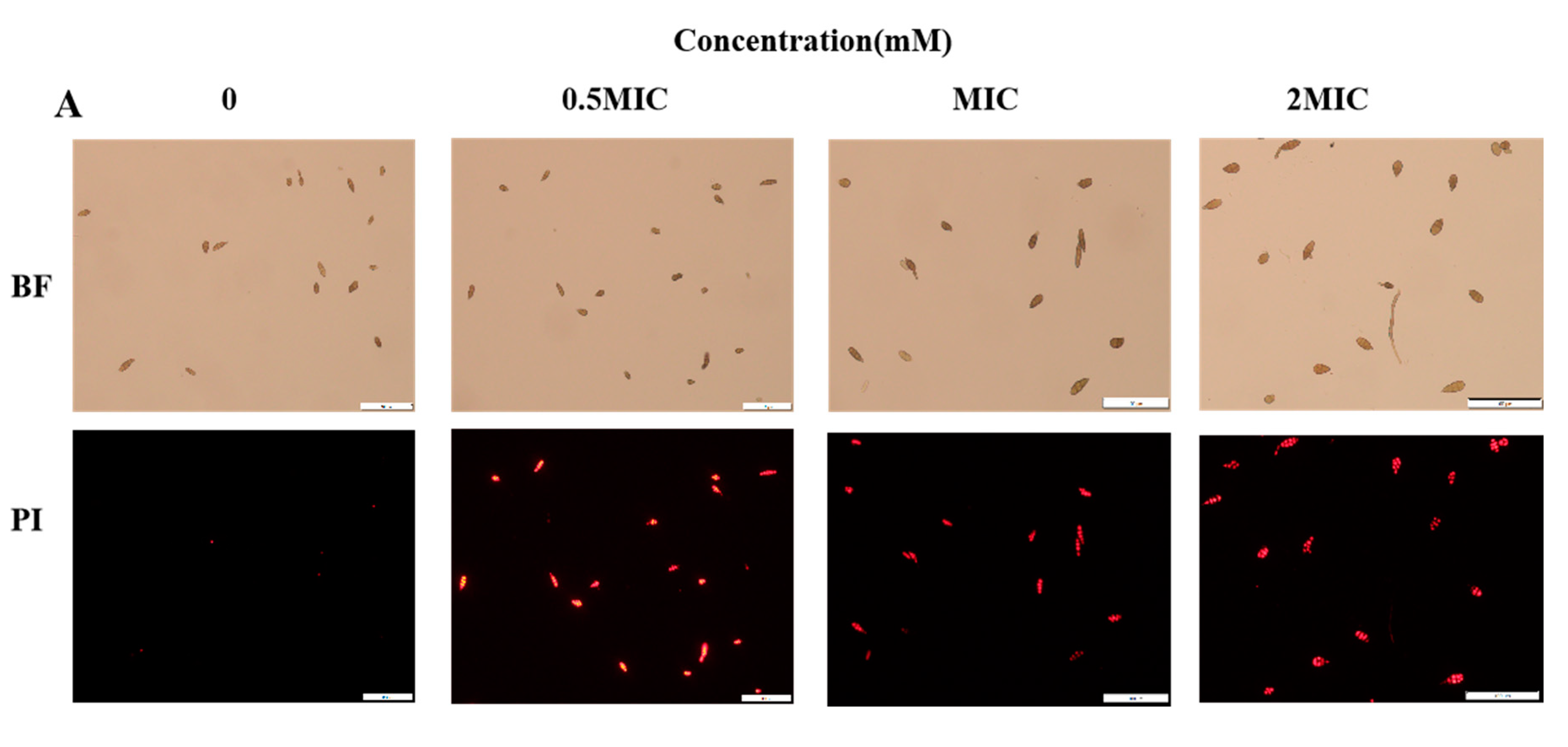 Toxins 12 00124 g003a Toxins 12 00124 g003a
