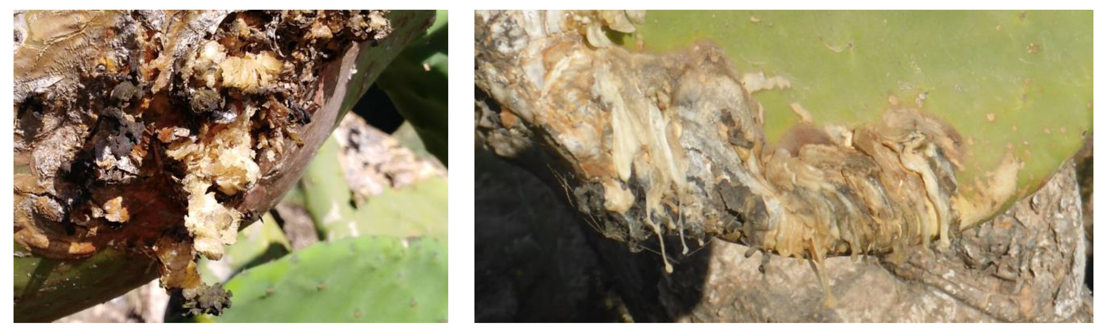 Toxins 12 00126 g001