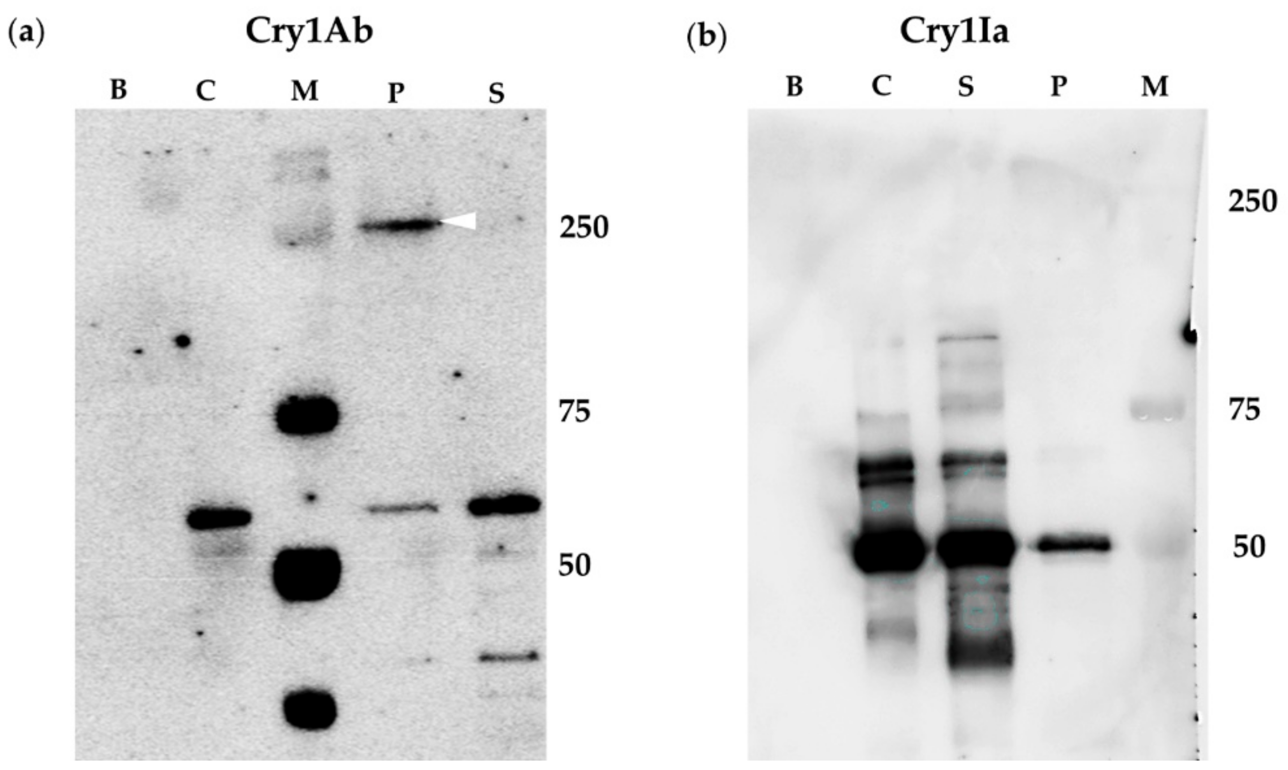Toxins 12 00133 g002