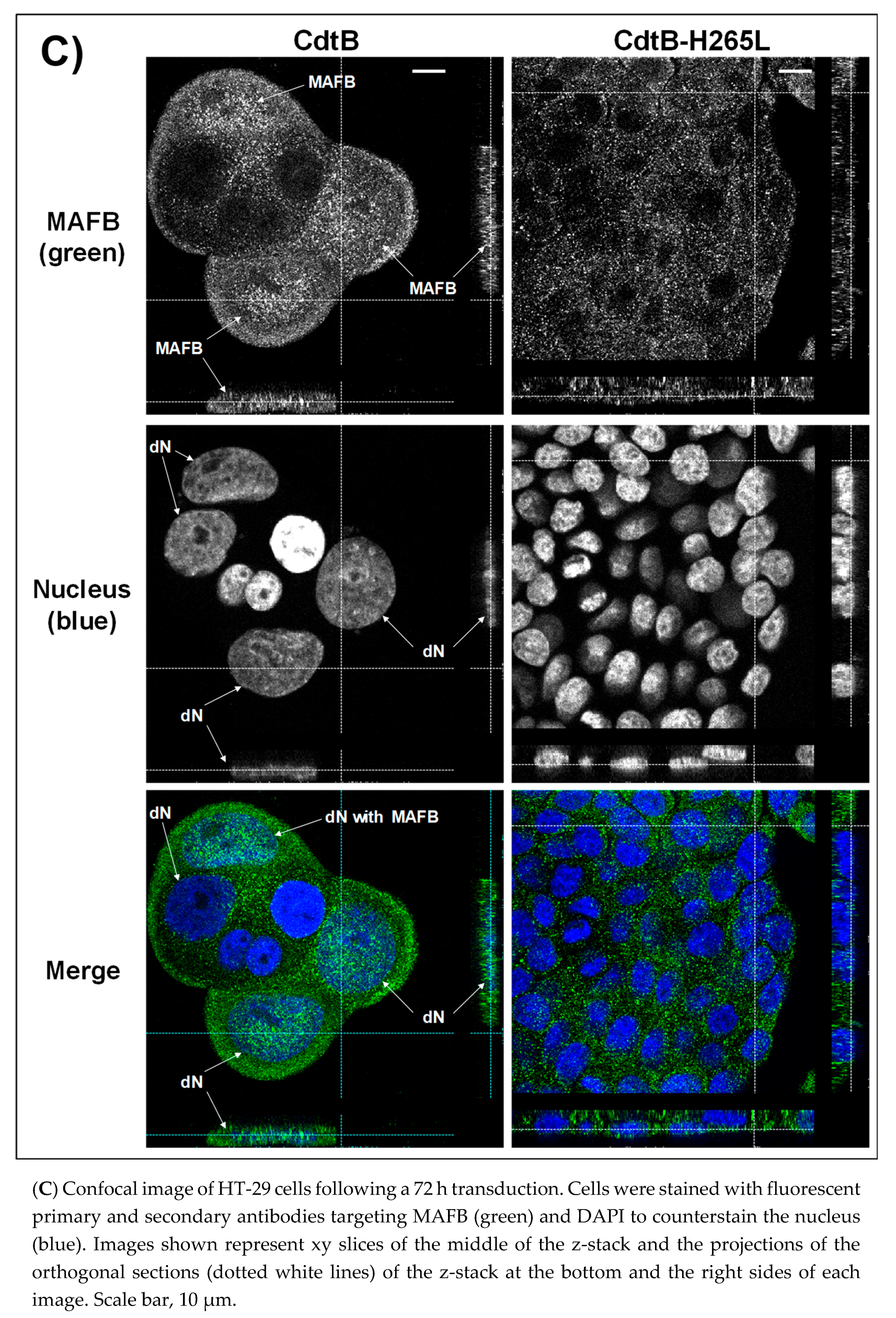Toxins 12 00174 g004b Toxins 12 00174 g004b