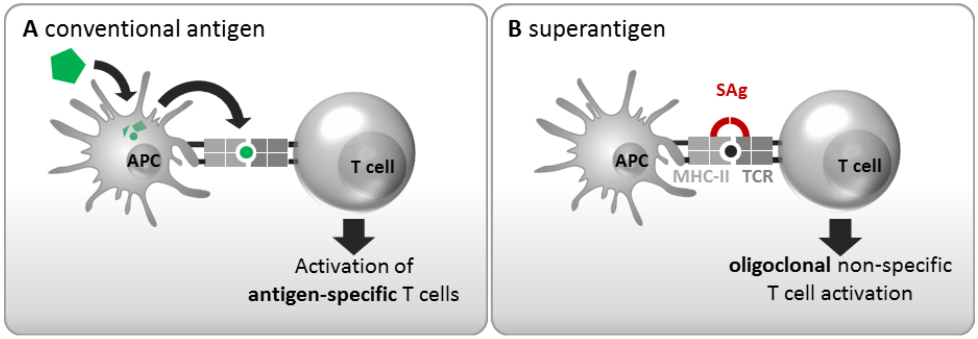 Frontiers - Superantigen Recognition and Interactions: Functions,  Mechanisms and Applications - Immunology