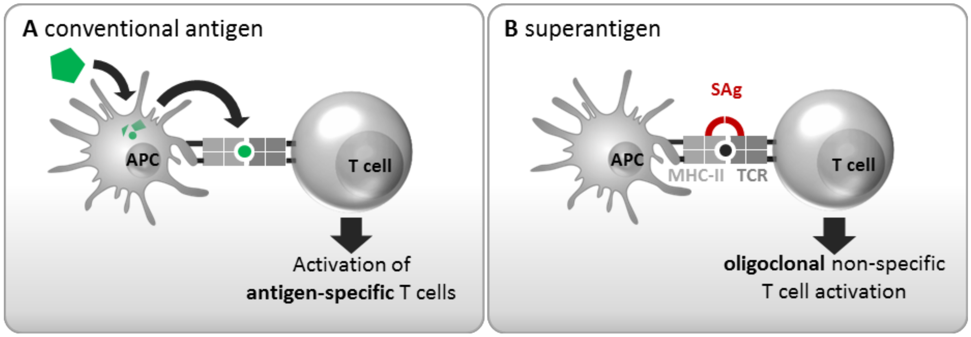 Superantigens - SpringerLink