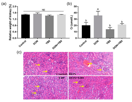 Isolation and Characterization of a Deoxynivalenol-Degrading