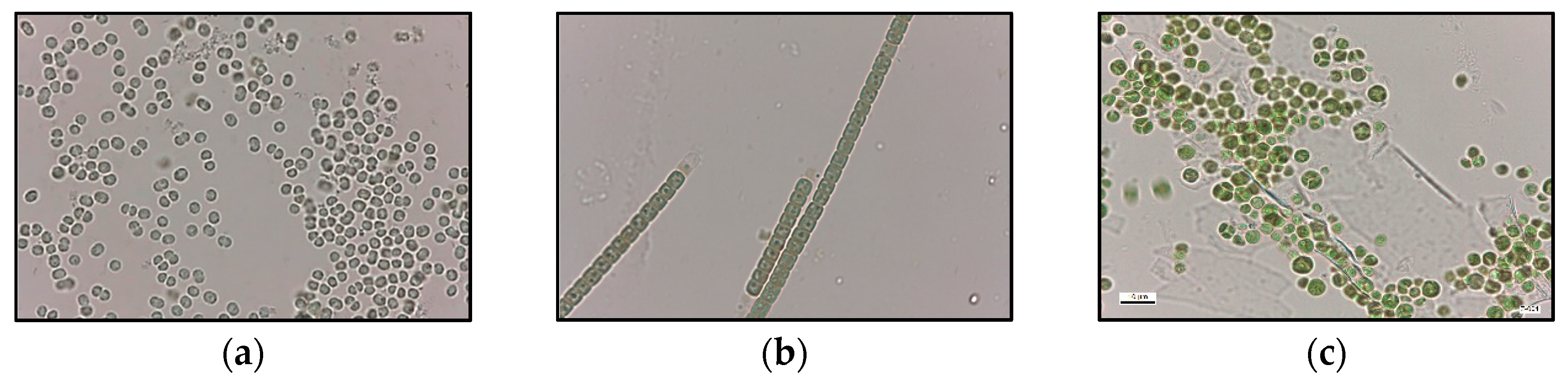 Toxins 12 00196 g008