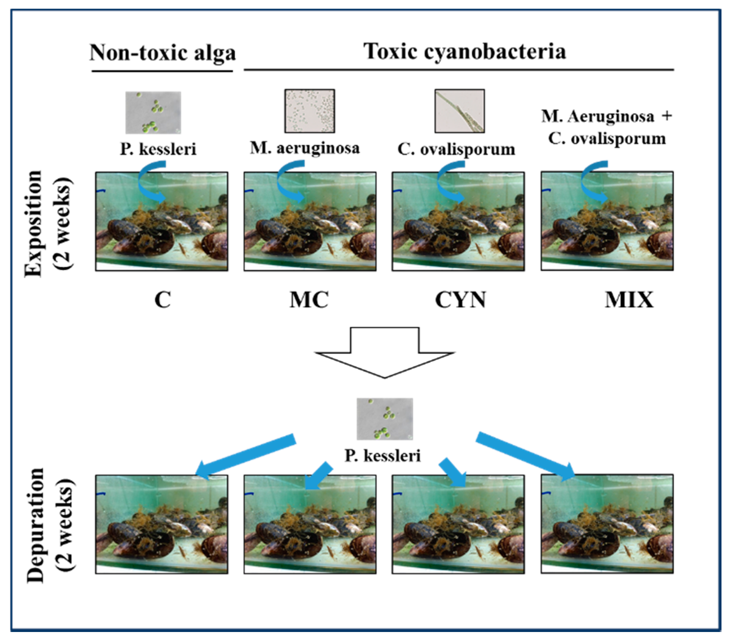 Toxins 12 00196 g009