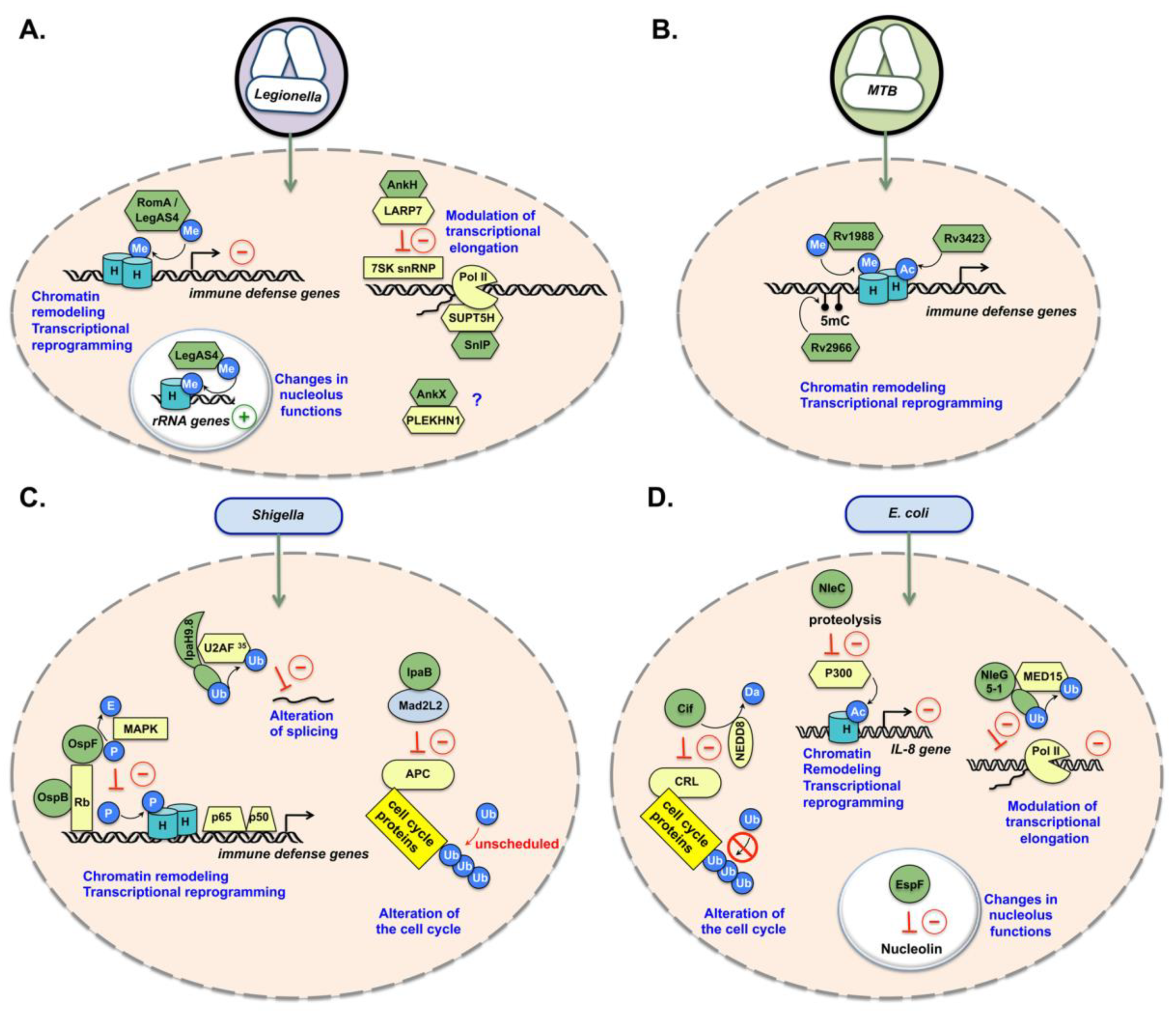 Bacterial Factors Targeting the Nucleus: The Growing Family