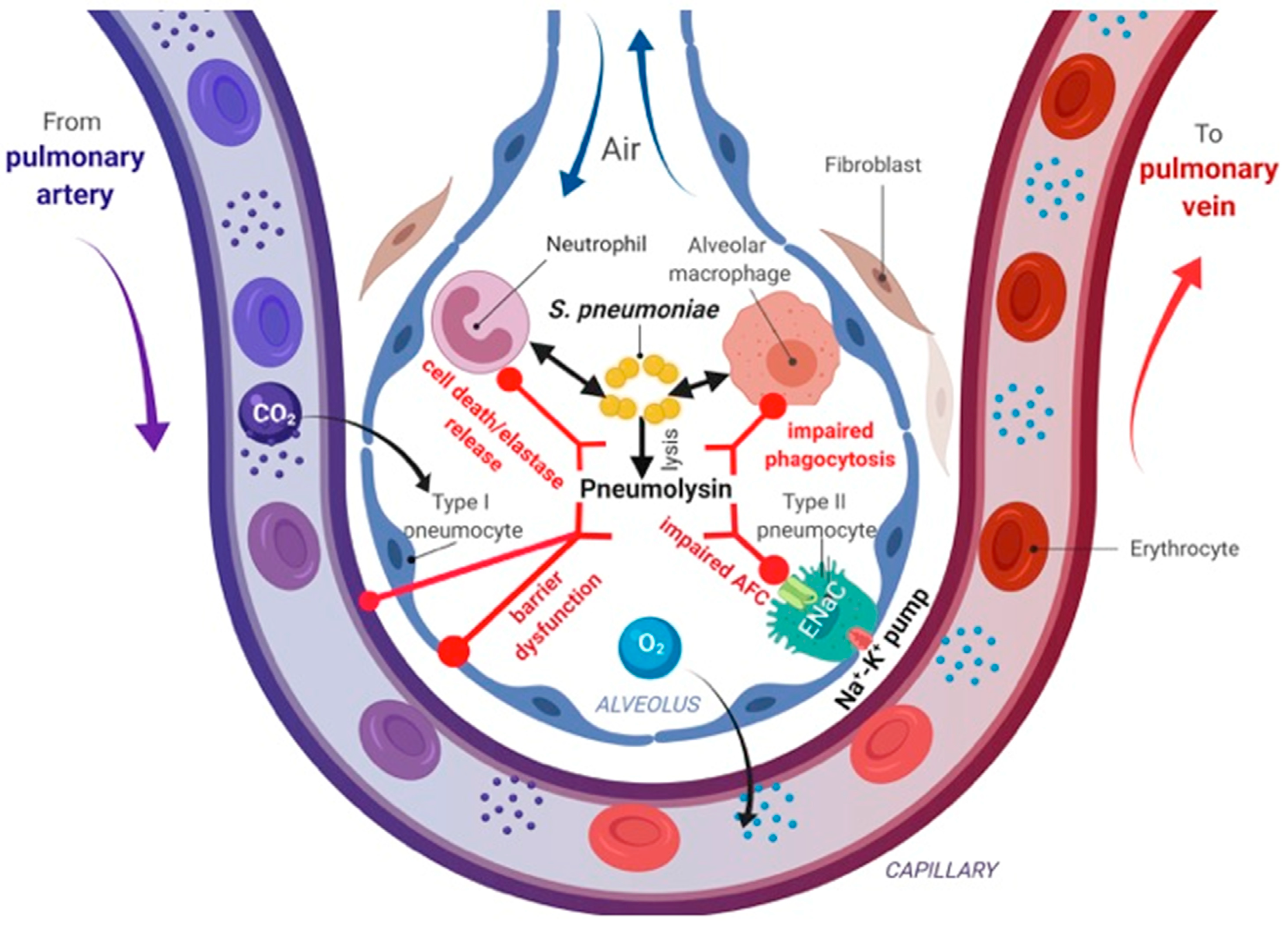 what causes toxins