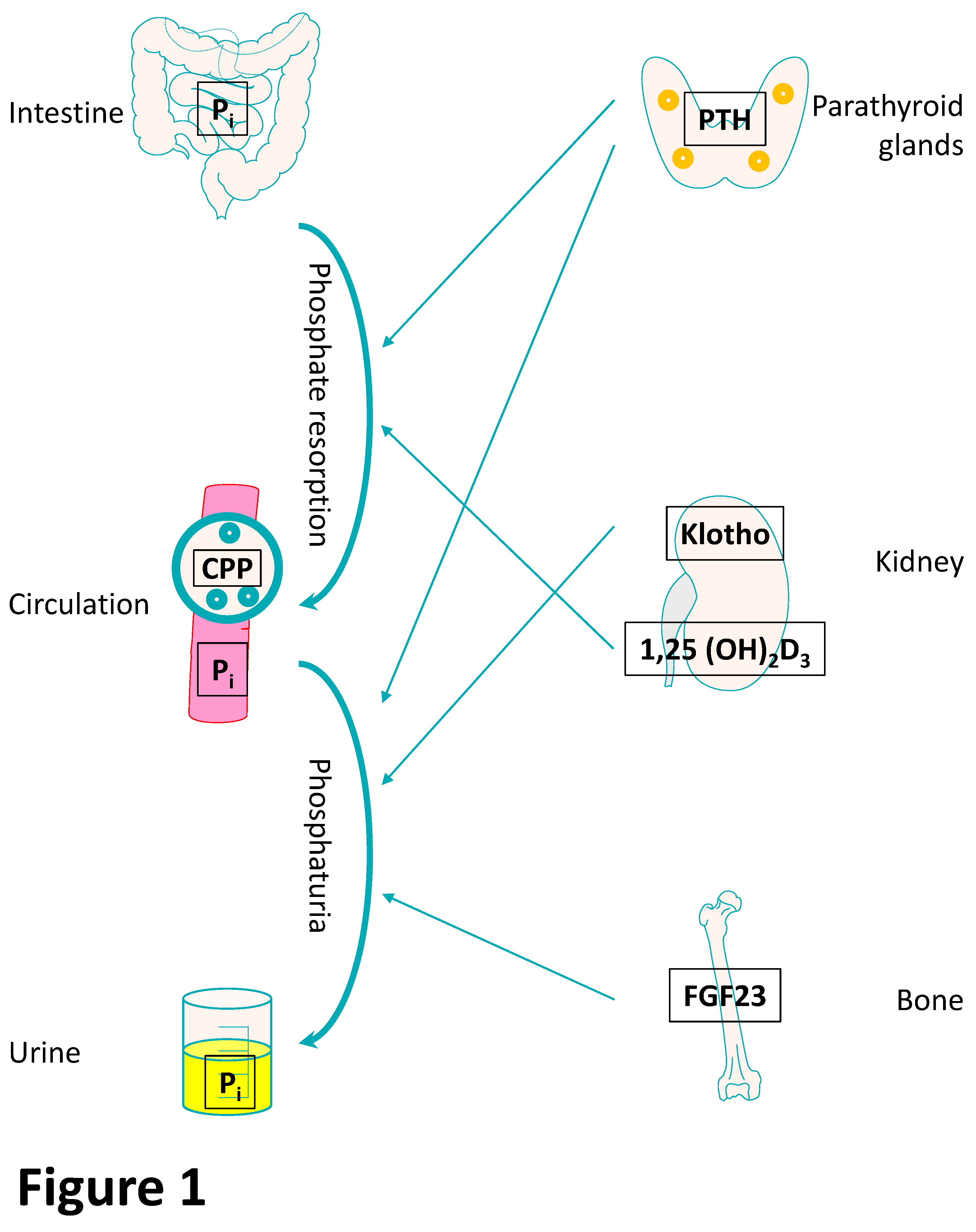 Toxins 12 00227 g001
