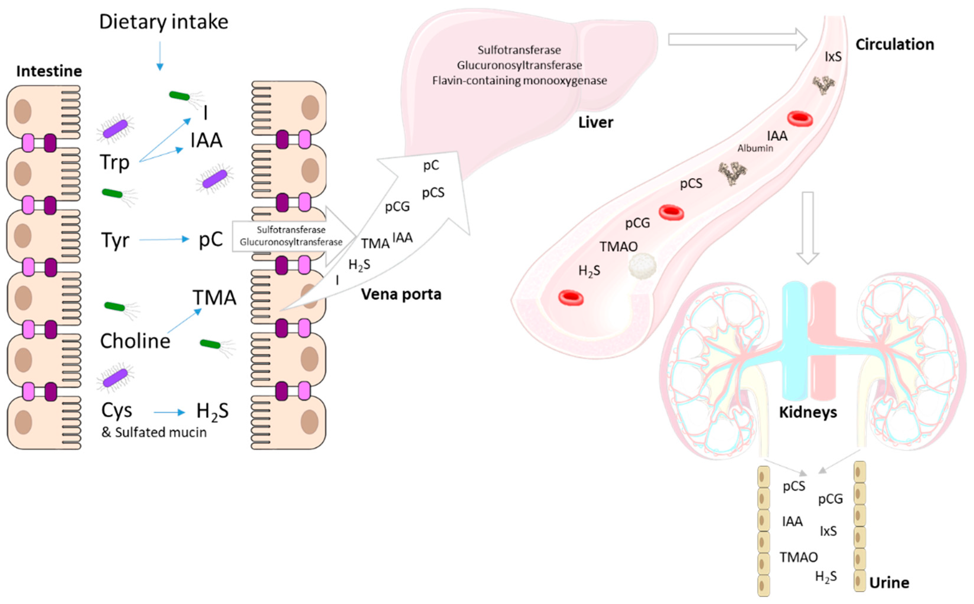 Toxins 12 00245 g001