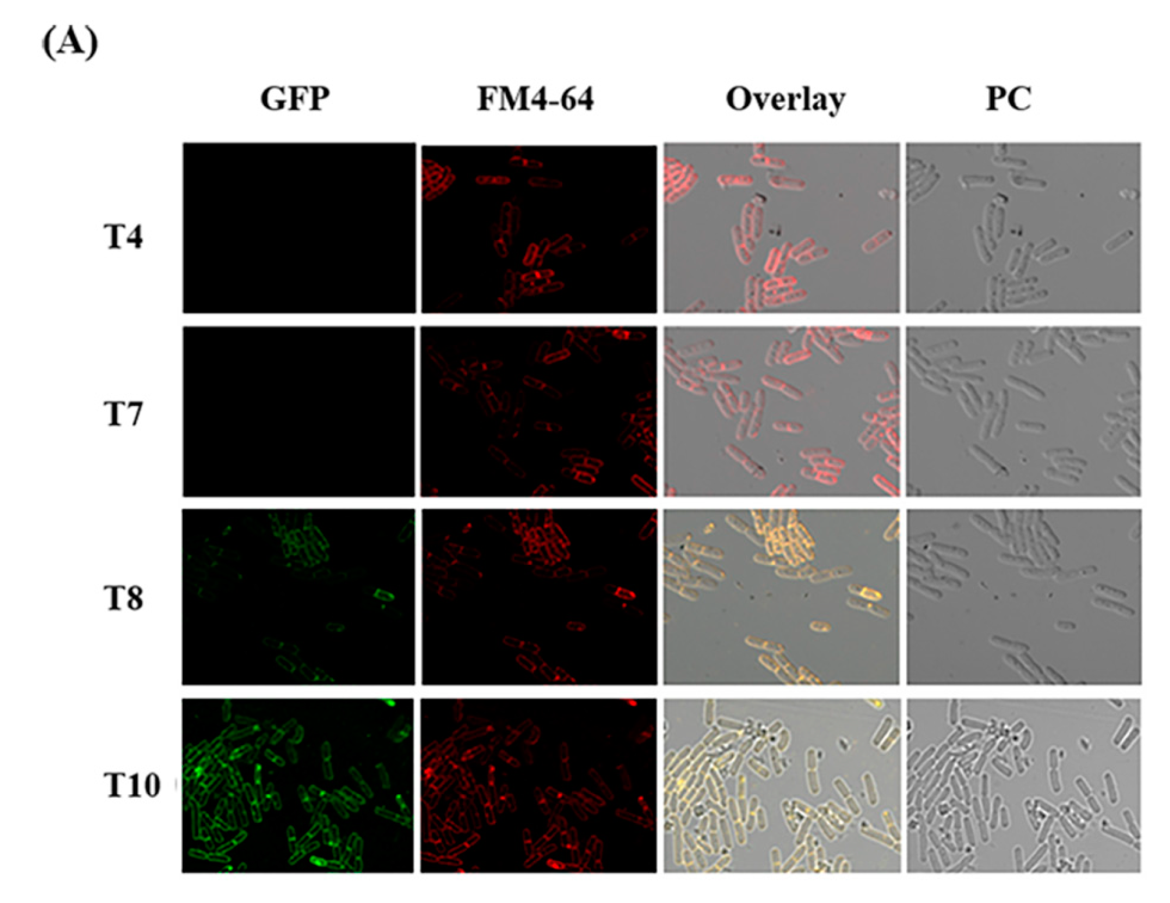 Toxins 12 00252 g003a Toxins 12 00252 g003a