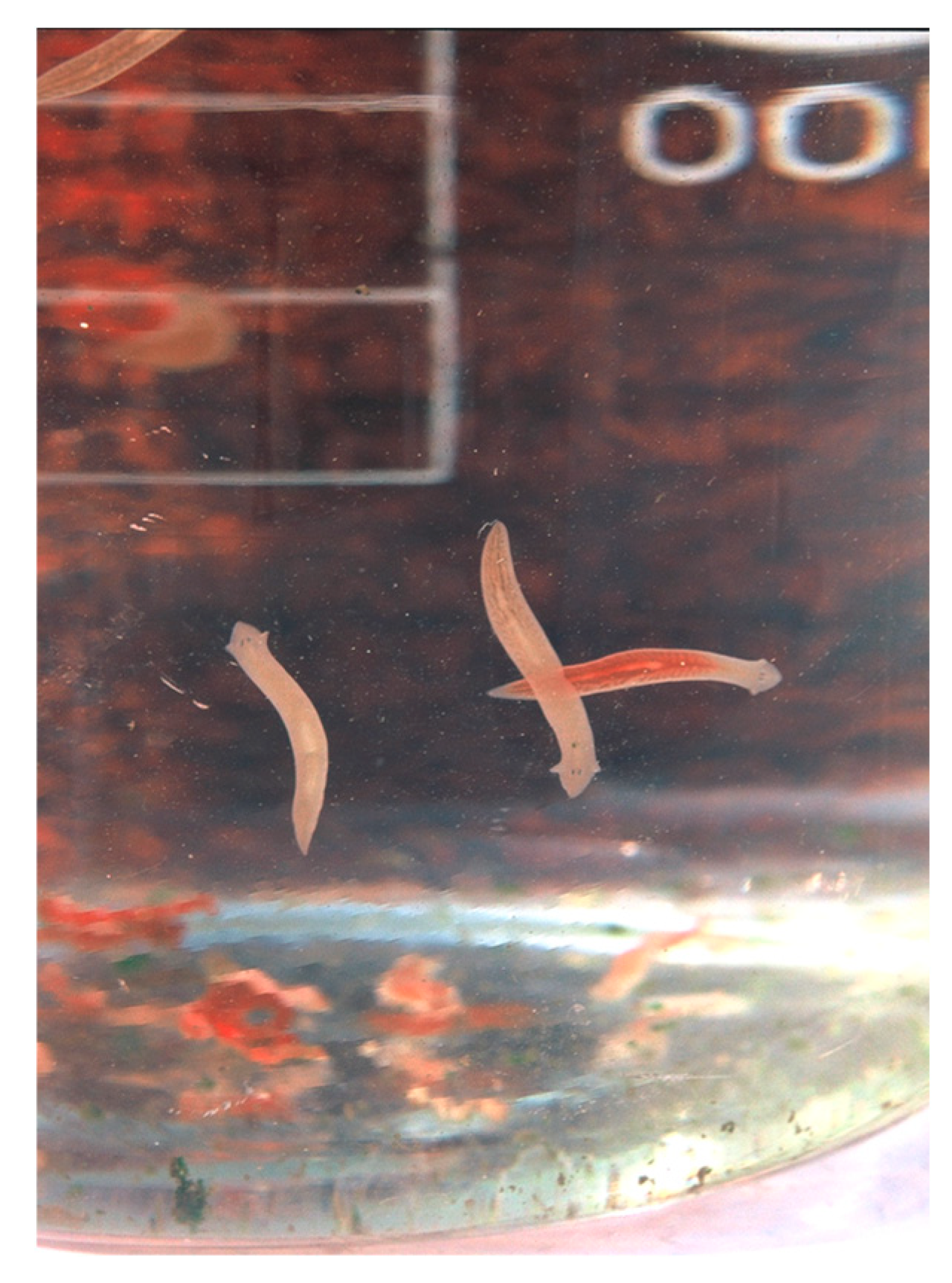 Toxins 12 00284 g004 Toxins 12 00284 g004