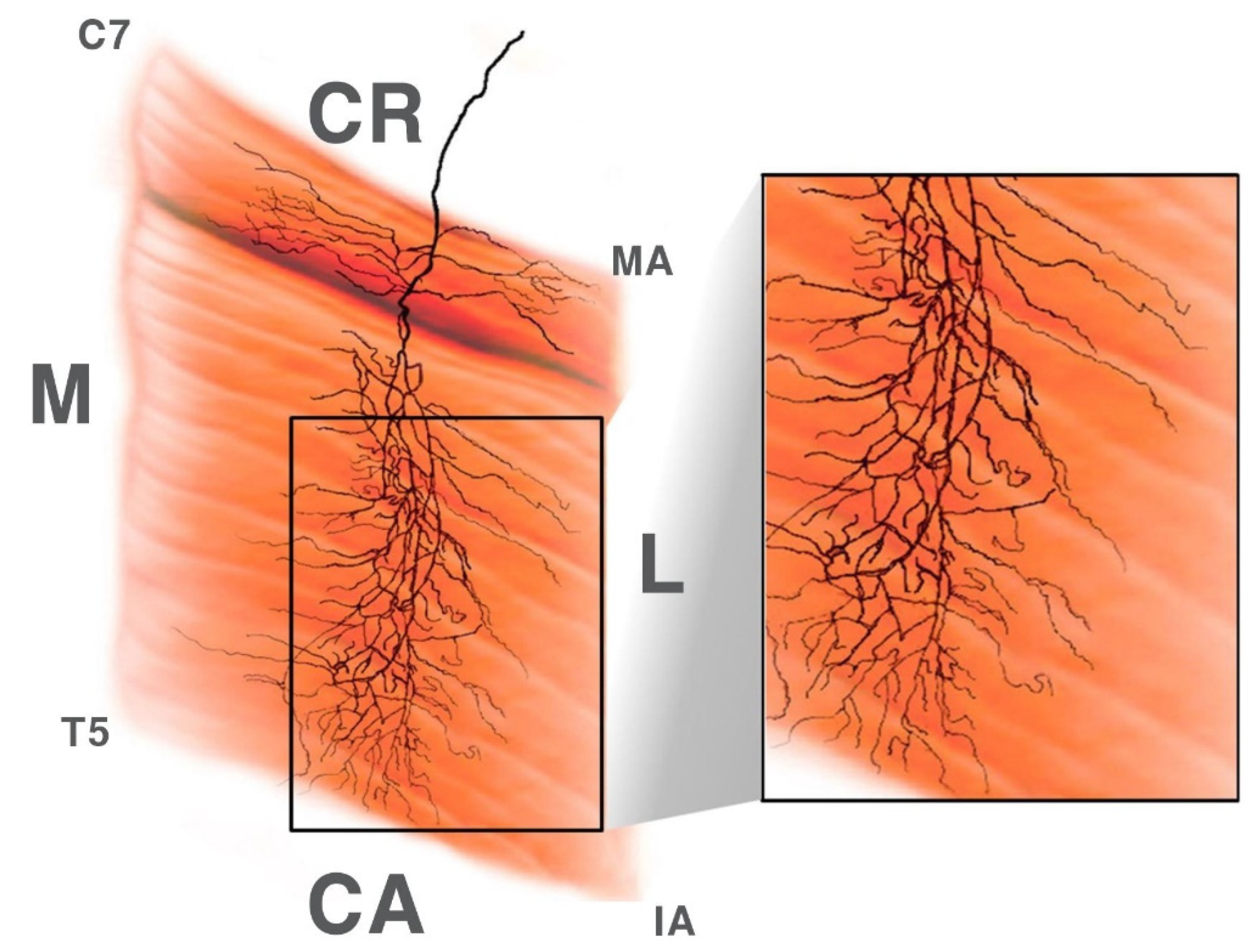 Toxins 12 00289 g001 Toxins 12 00289 g001