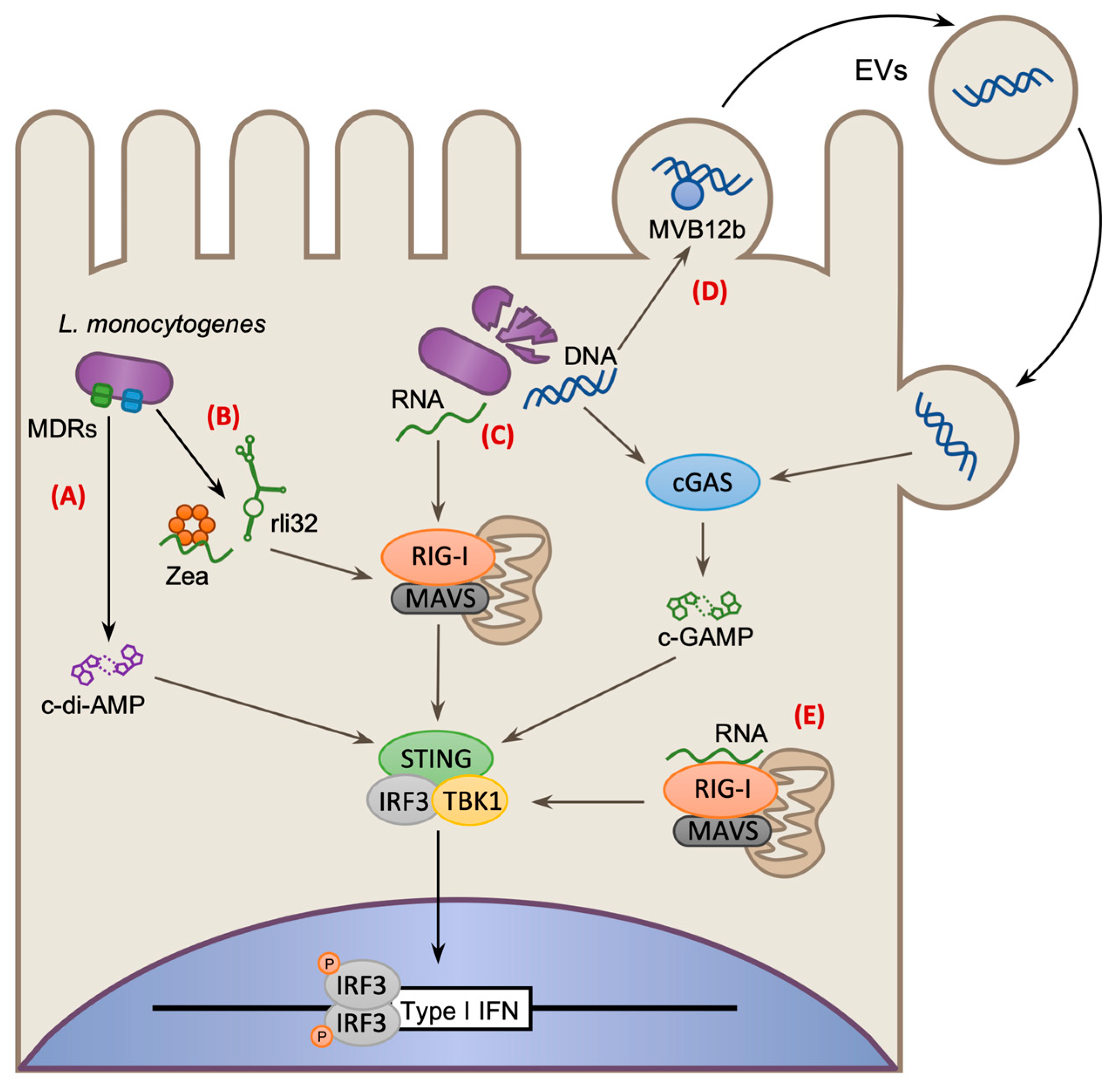 Toxins 12 00294 g003 Toxins 12 00294 g003