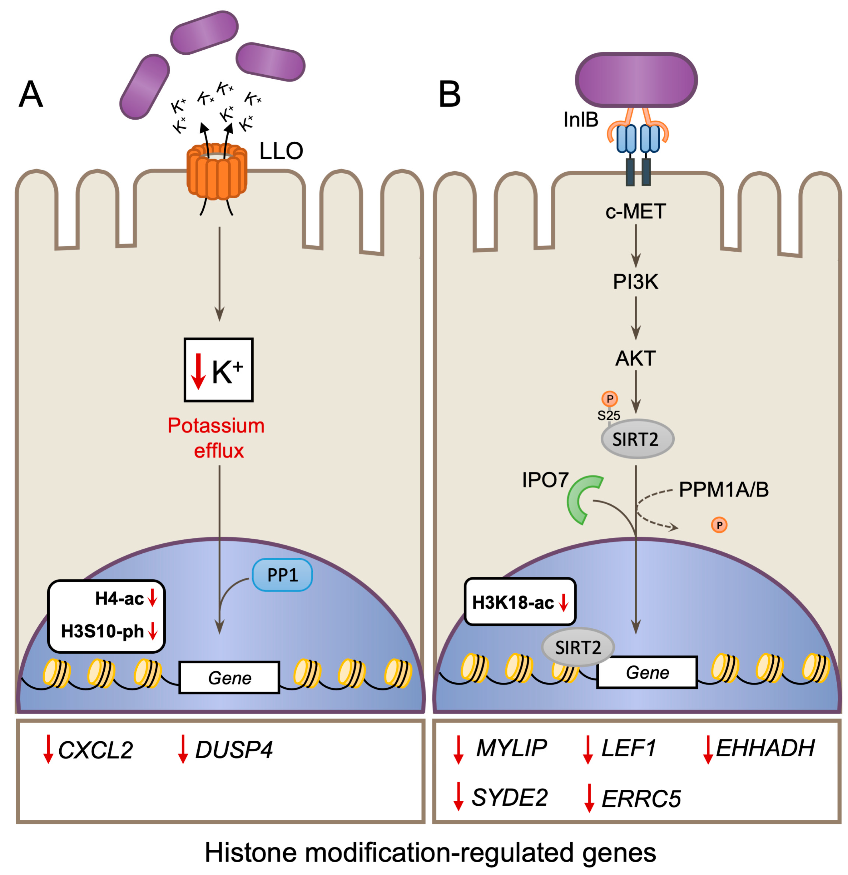 Toxins 12 00294 g006 Toxins 12 00294 g006