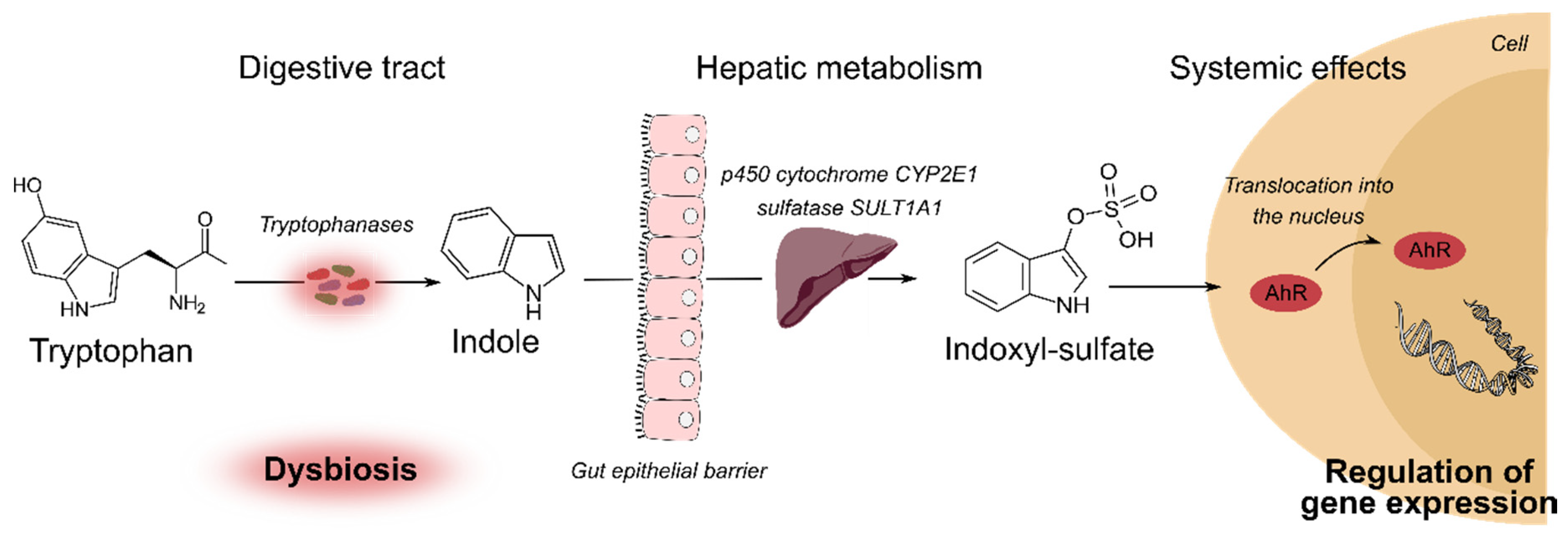 Involvement of sulfate groups in the immune cross-reactivity between