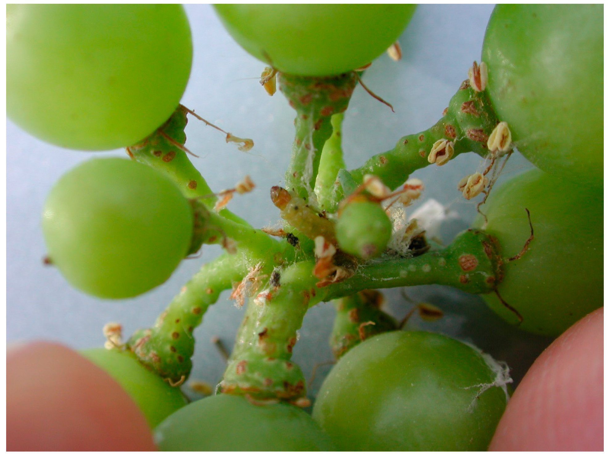 Toxins 12 00303 g002 Toxins 12 00303 g002