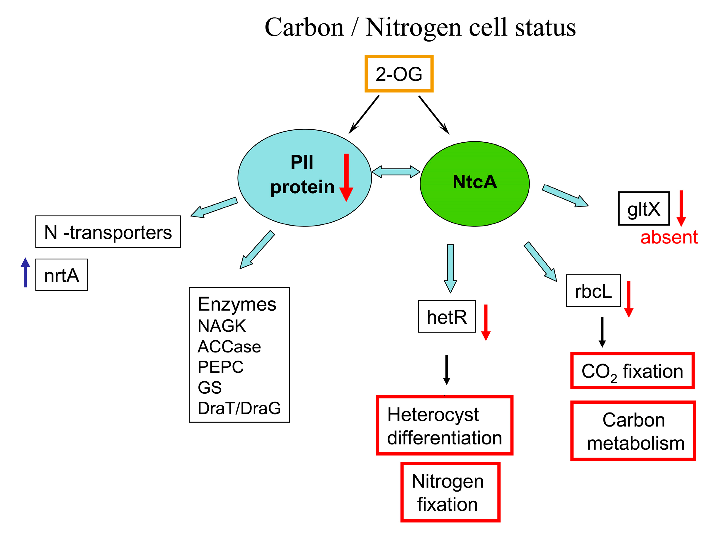 Toxins Free FullText The First Proteomic Study of Nostoc sp. PCC